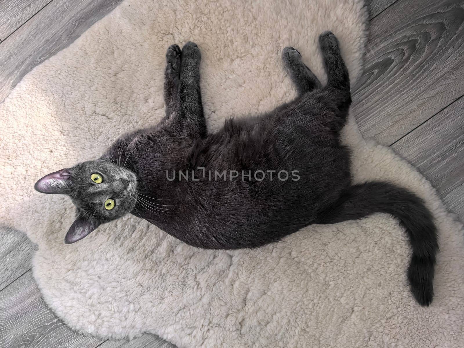 A gray cat lies on a fluffy sheepskin rug, his bright yellow eyes looking up, surrounded by a cozy atmosphere. Made on a smartphone.