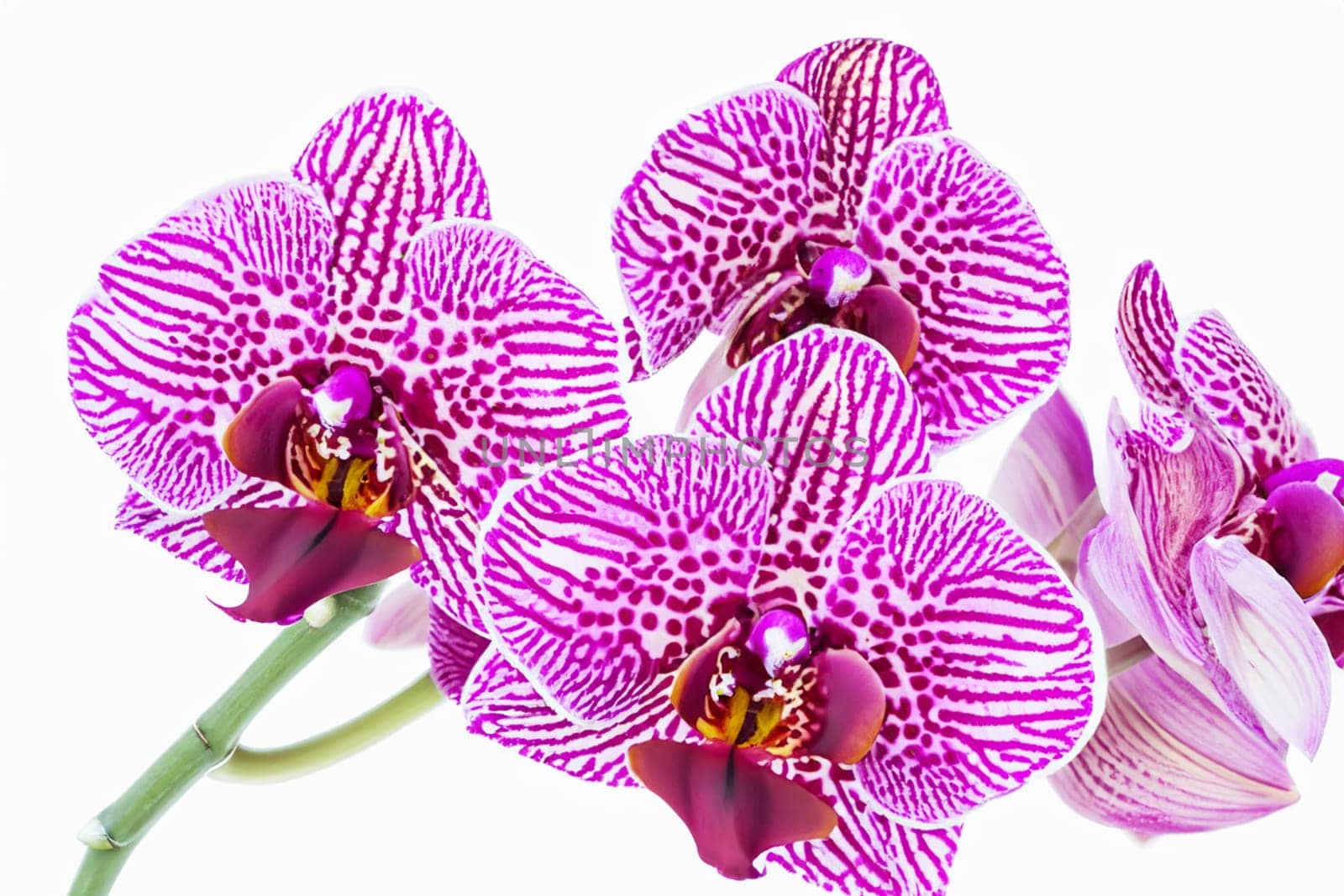 orchid vanilla flower isolated on white background