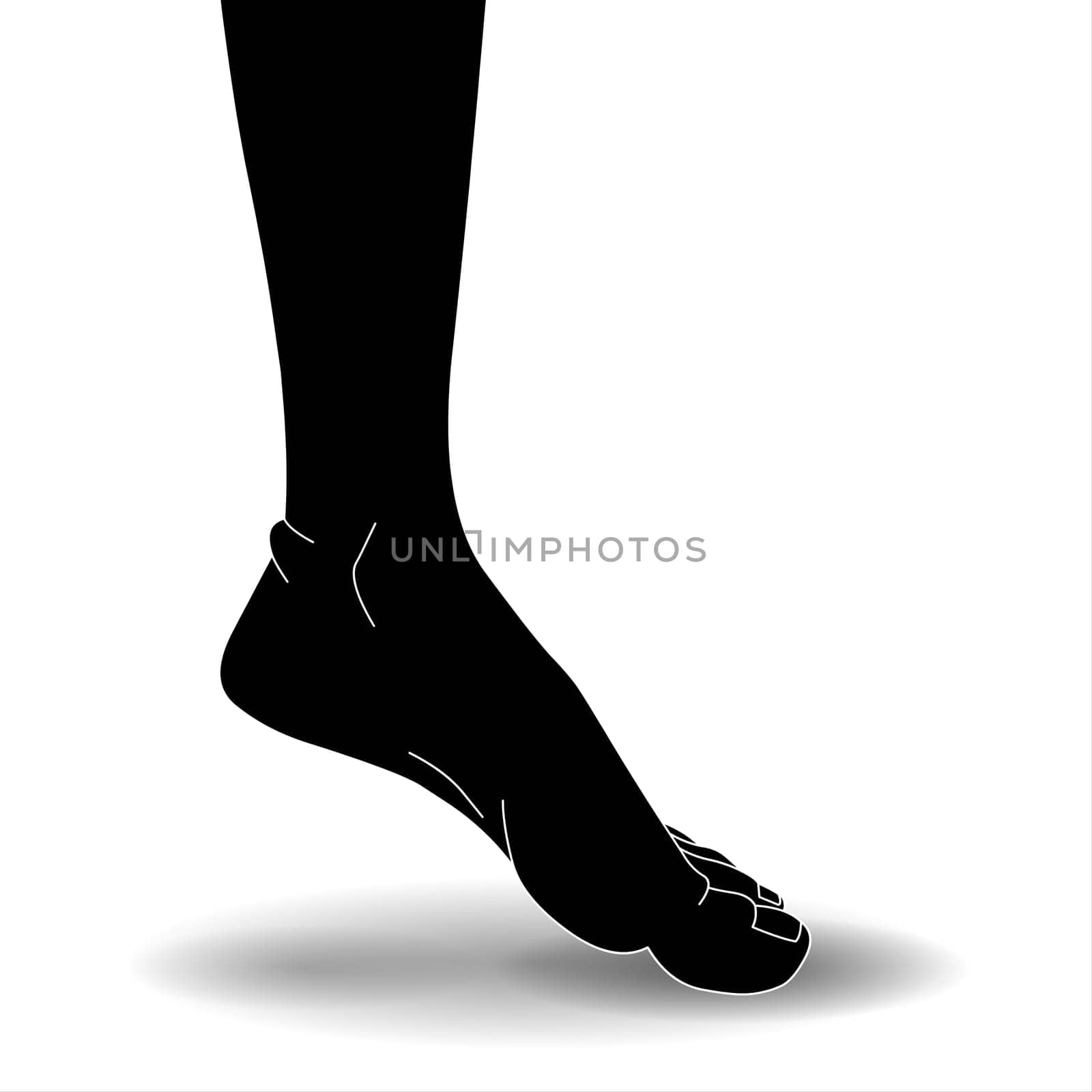 Illustration of a human foot on a white background with a shadow