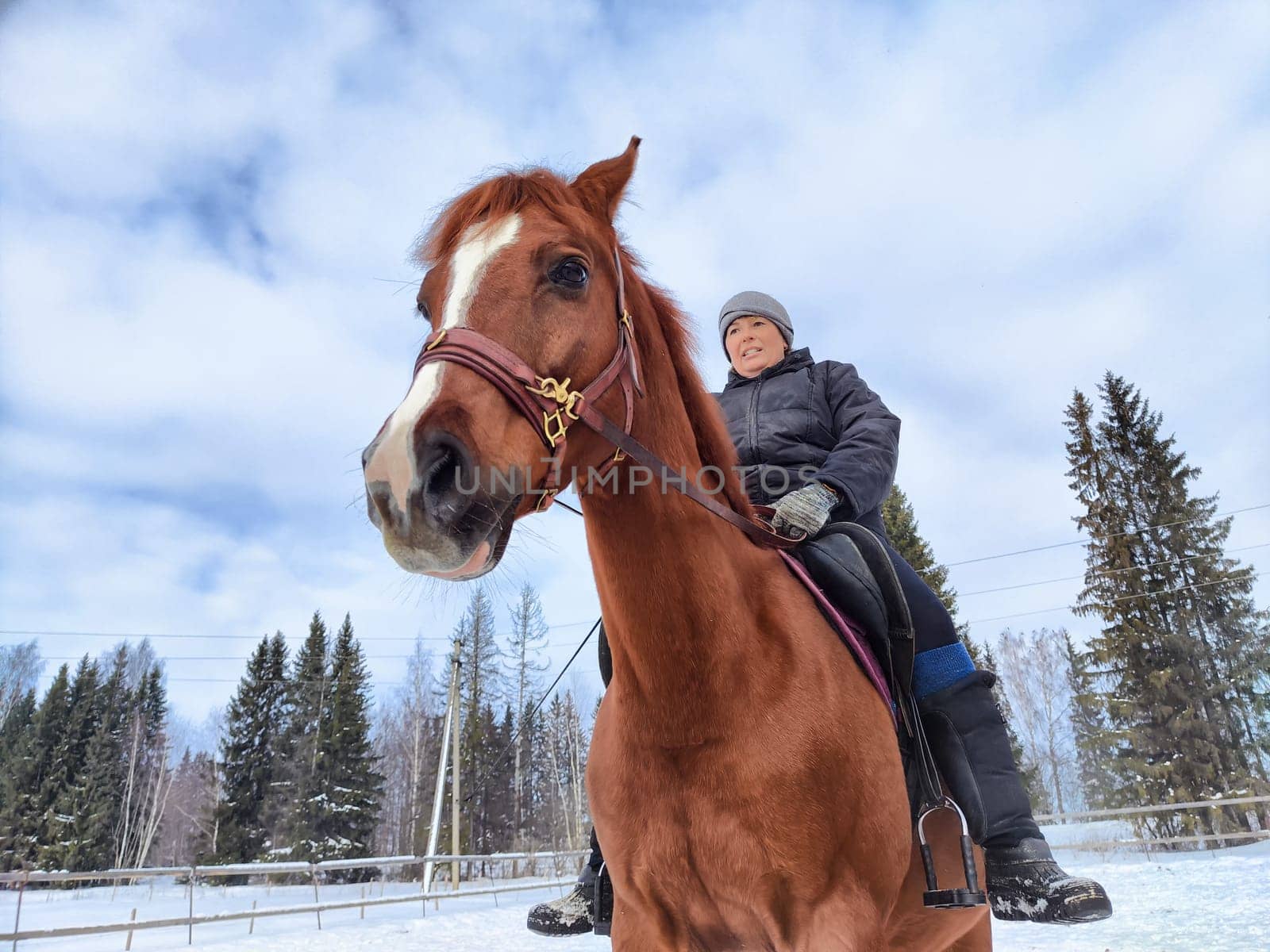 Rider on a chestnut horse amidst a snowy backdrop and tall evergreen trees under a clear sky on a winter day.