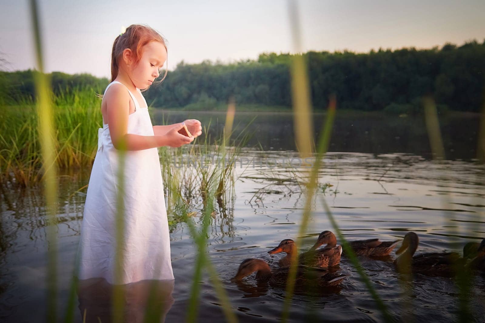 A little girl in white sundress feeds ducks in the water of a river or lake at sunset