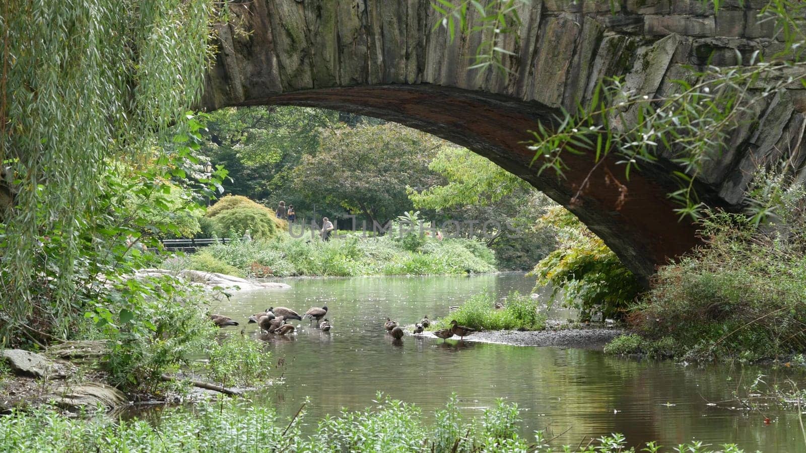 New York City, United States - 11 Sept 2023: Manhattan Midtown. Central park on 5th Fifth 5 avenue, USA. American park in NYC. Arch architecture, garden greenery. Bridge on pond, people and duck birds