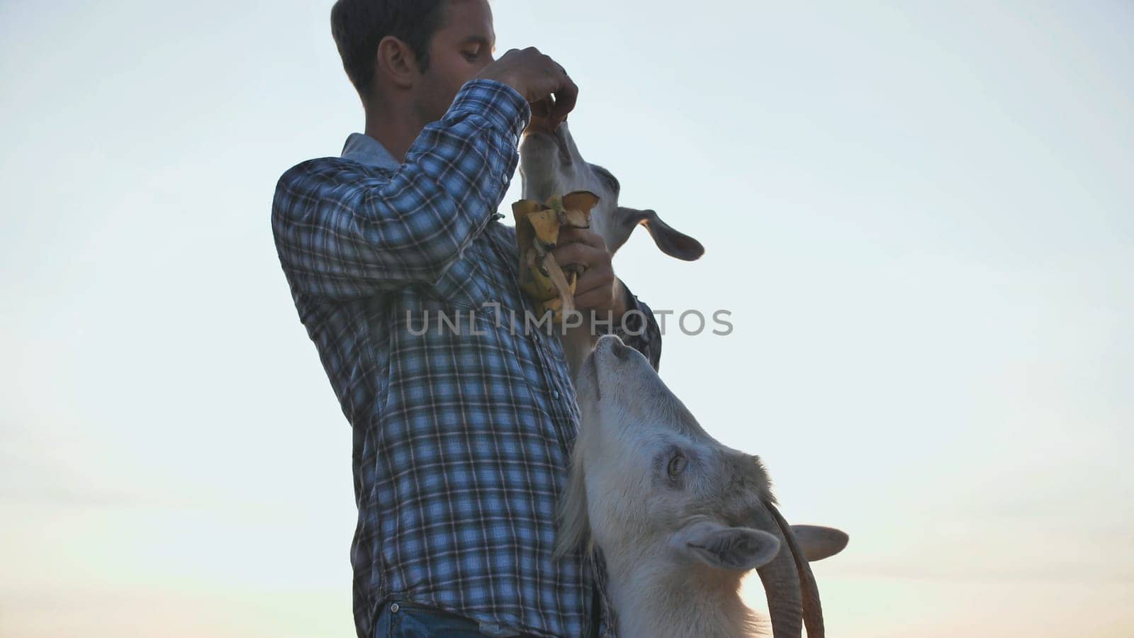 The owner feeds his goats with banana skins