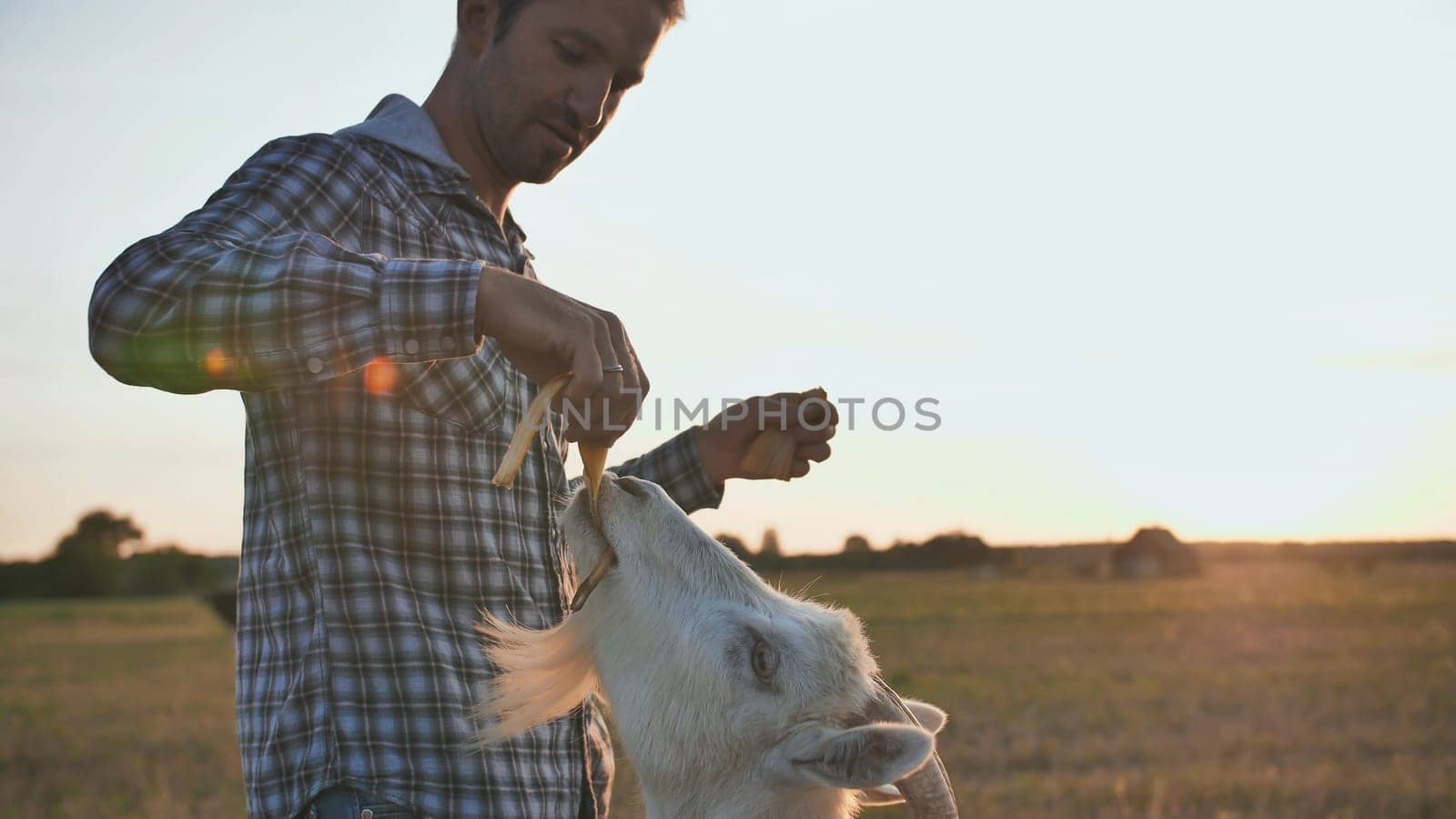 The owner feeds his goats with banana skins