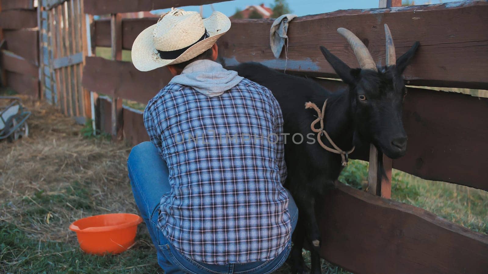A young man milks his goat in the village