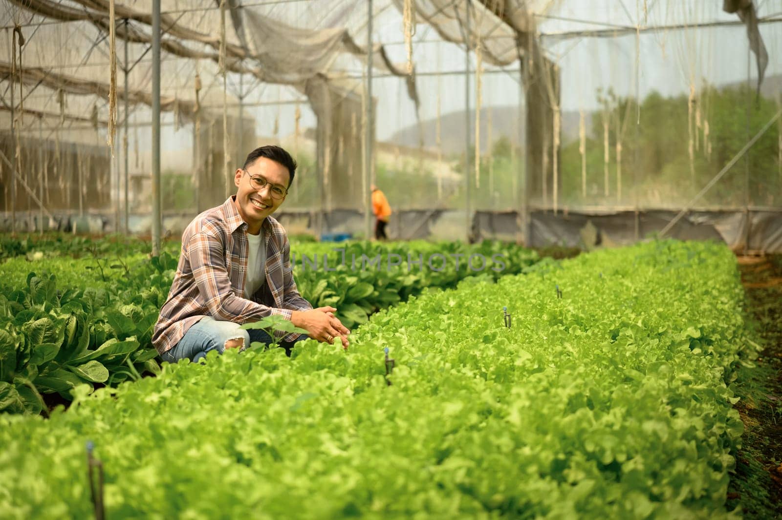 Portrait of smiling male farmer inspecting his green vegetable crops inside a greenhouse.