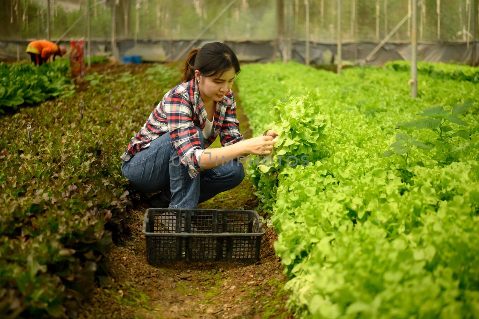 Female farmer picking fresh butterhead lettuce in greenhouse.