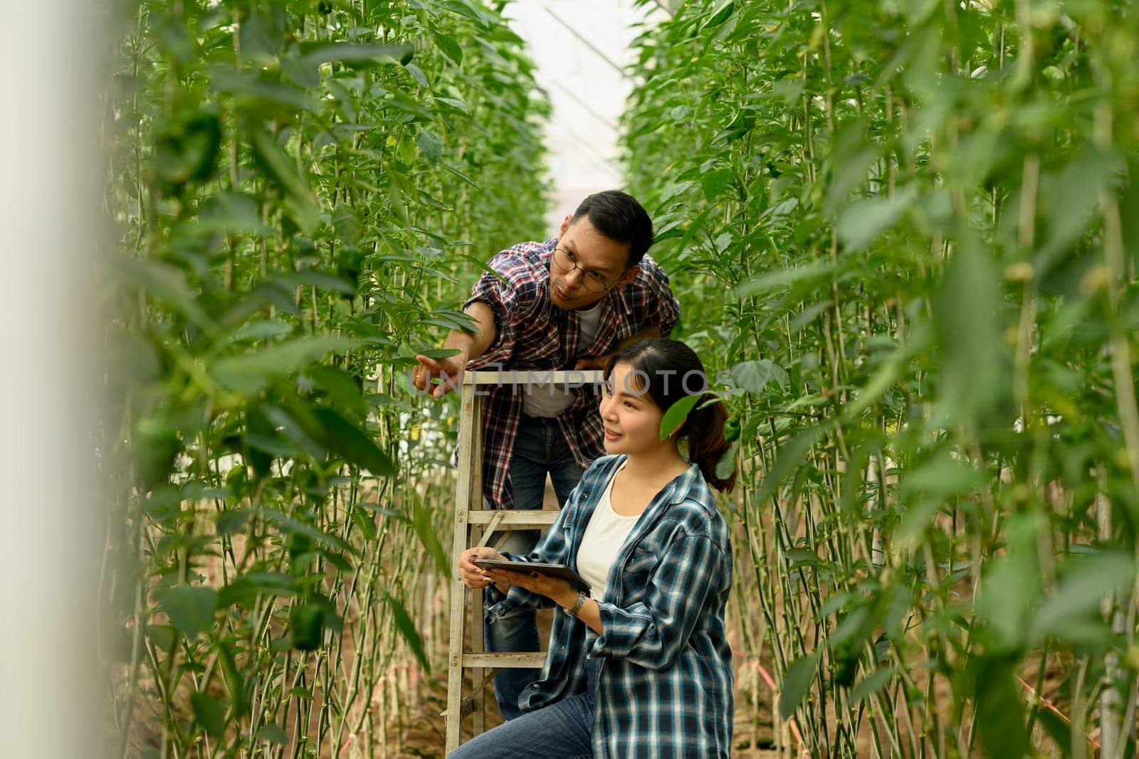 Farmers using a digital tablet while checking the growth of green bell peppers.