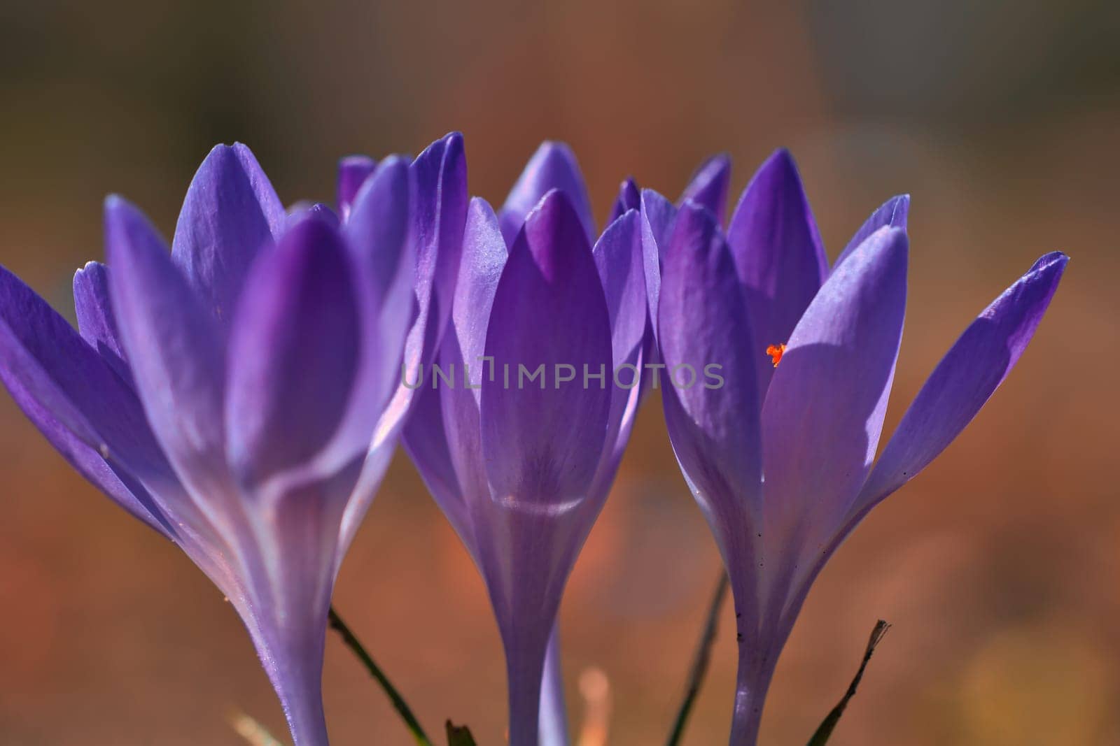 Three purple crocus blossoms, depicted individually and dreamily. Focus on the delicate petals. Romantic flower picture