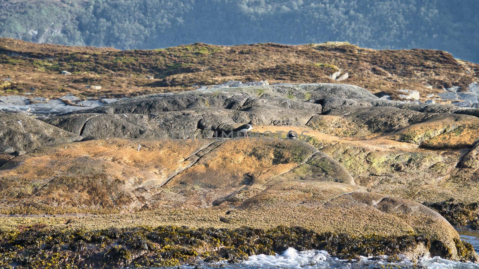 Rocky coastline with lush green hills, framed by wooded mountains in the background. An idyllic, unspoiled landscape for nature and travel inspiration.
