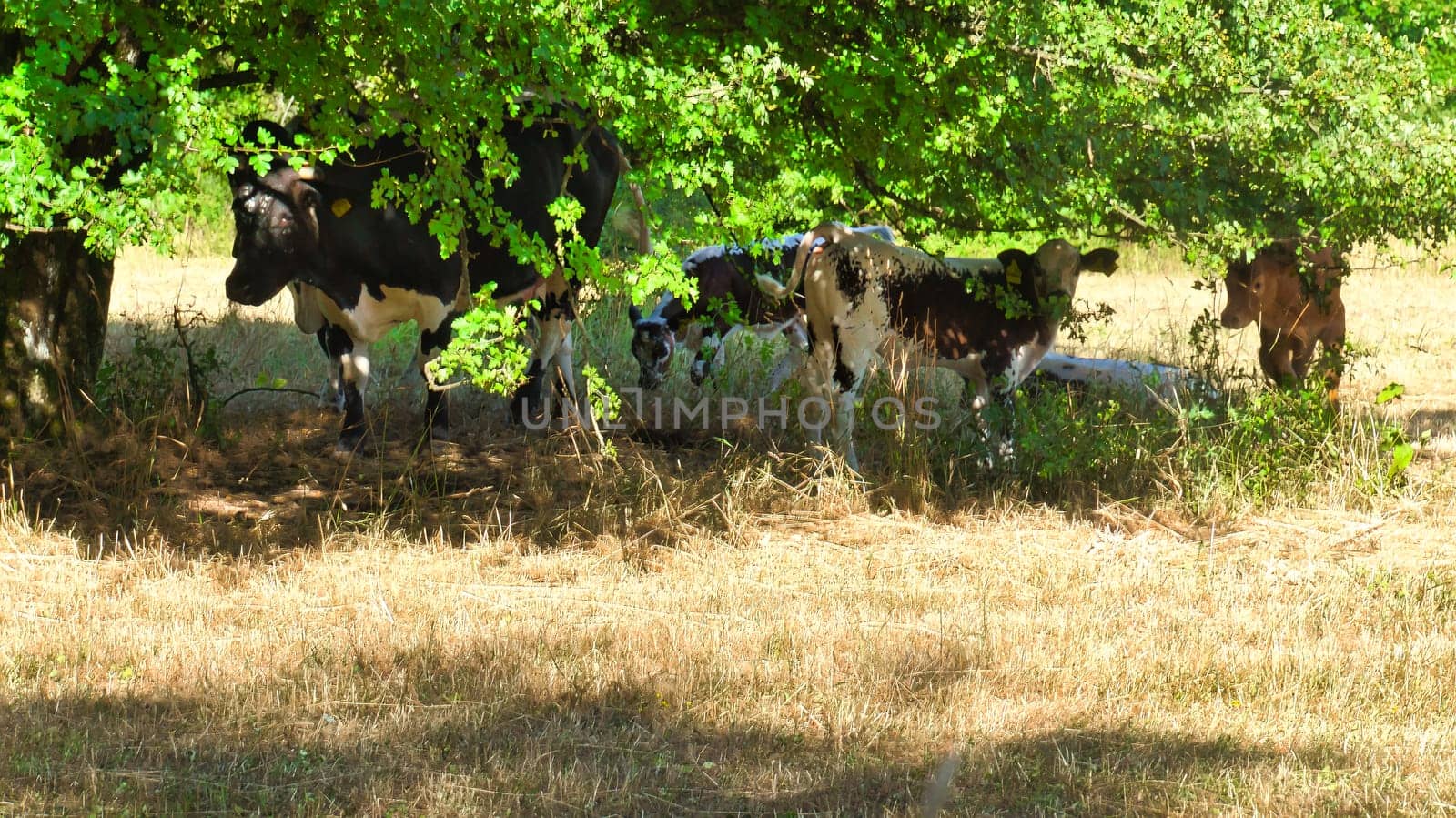 A group of cows relax in the shade of trees on a dry meadow. The scenery radiates a rural idyll and peaceful nature - perfect for agricultural and landscape themes.
