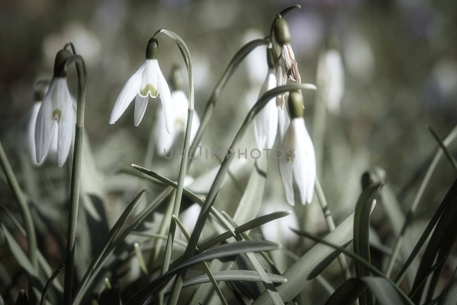 Gentle snowdrops bloom among the green grass in spring. Delicate, white flowers symbolize a new beginning and the awakening of nature. Macro photography of flowers.