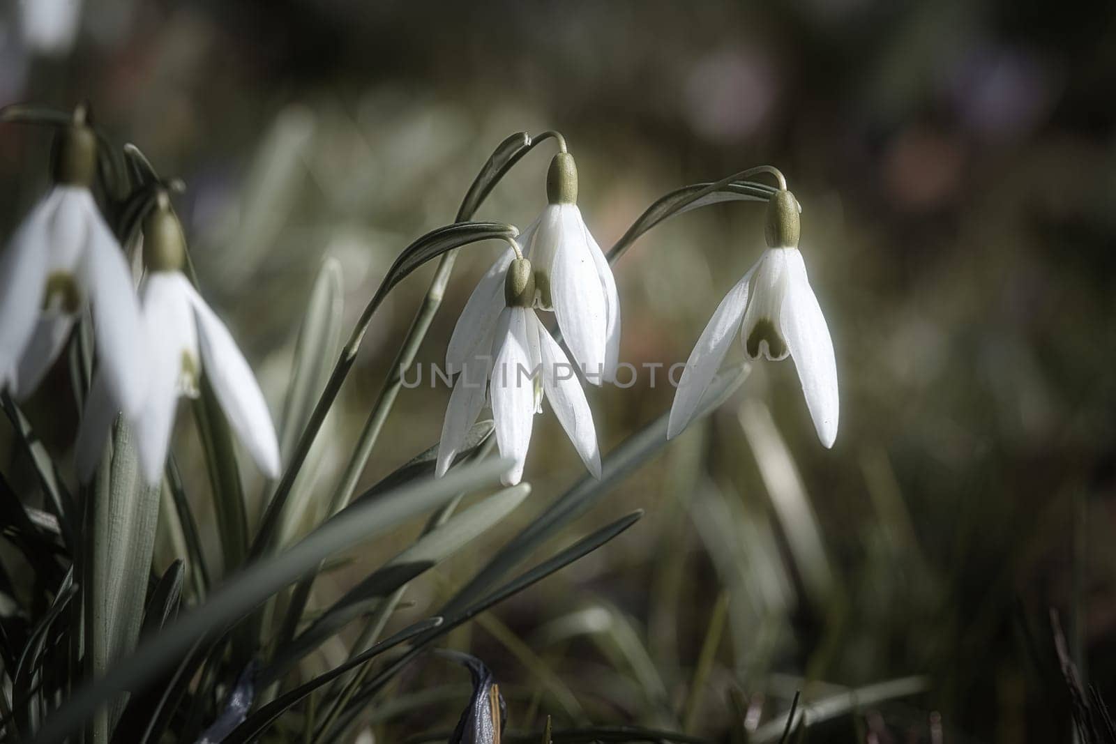 Gentle snowdrops bloom among the green grass in spring. Delicate, white flowers symbolize a new beginning and the awakening of nature. Macro photography of flowers.