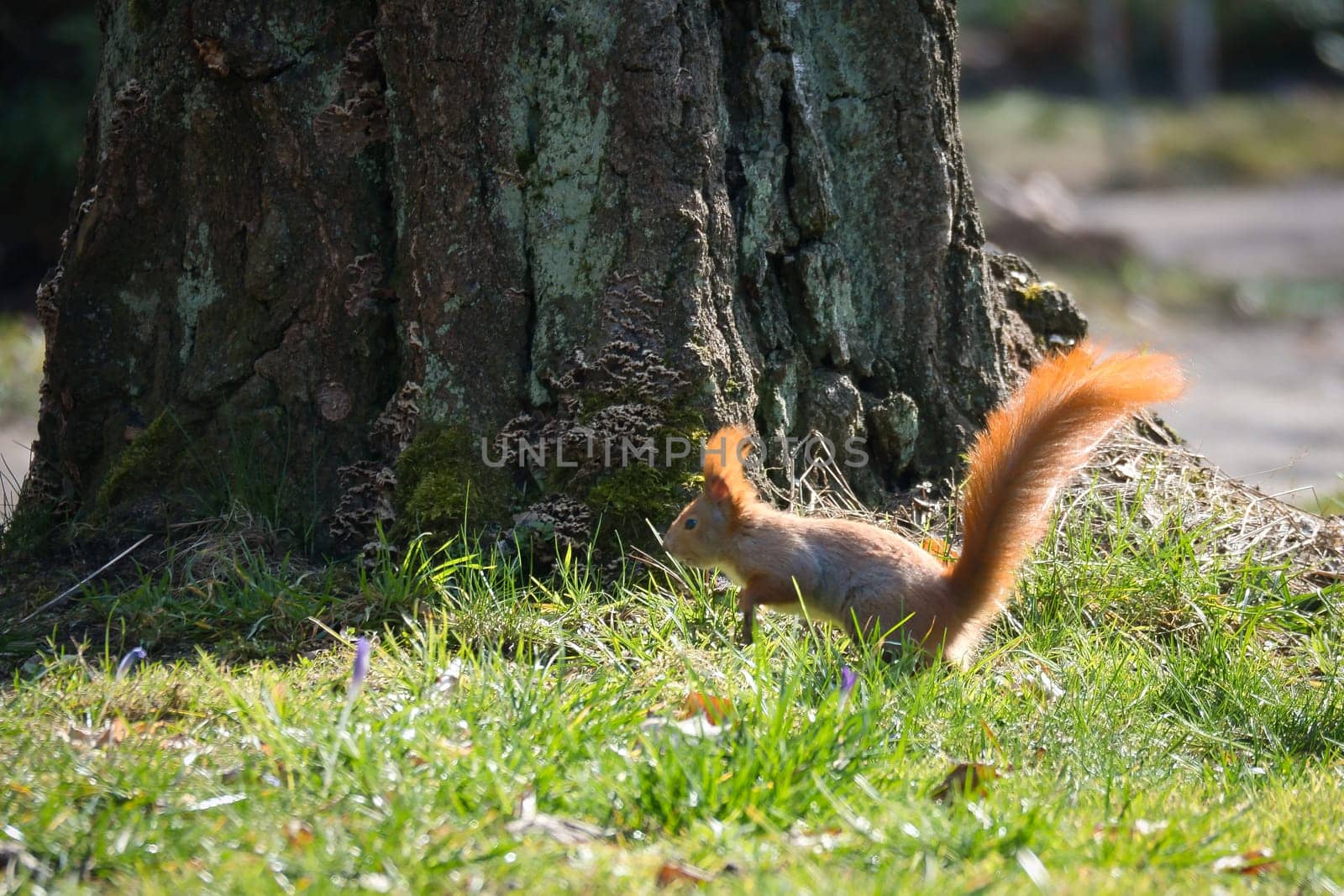 Red squirrel with bushy tail in the sunlight on a green meadow in front of a tree trunk. Spring-like nature mood with bright colors.