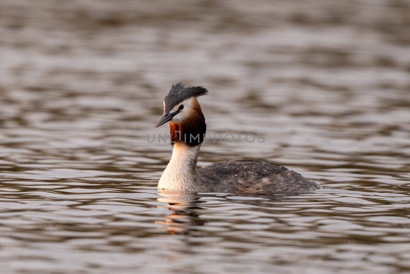 Great Crested Grebe Bird Swims In The Lake