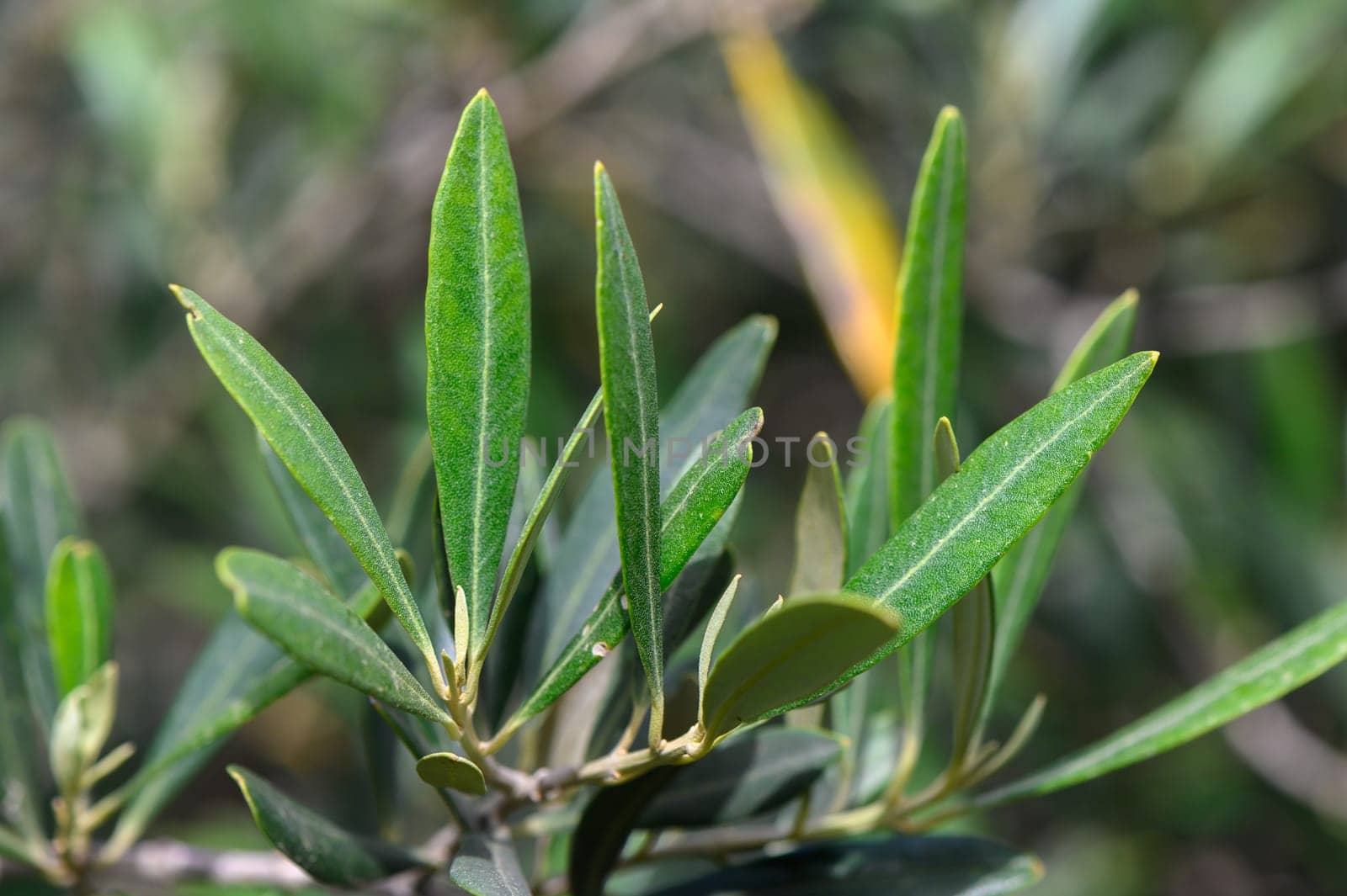 Sunlight filters through lush olive leaves, highlighting their vivid green color and fine textures. This close-up captures the beauty of nature in a tranquil setting, inviting calm vibes.