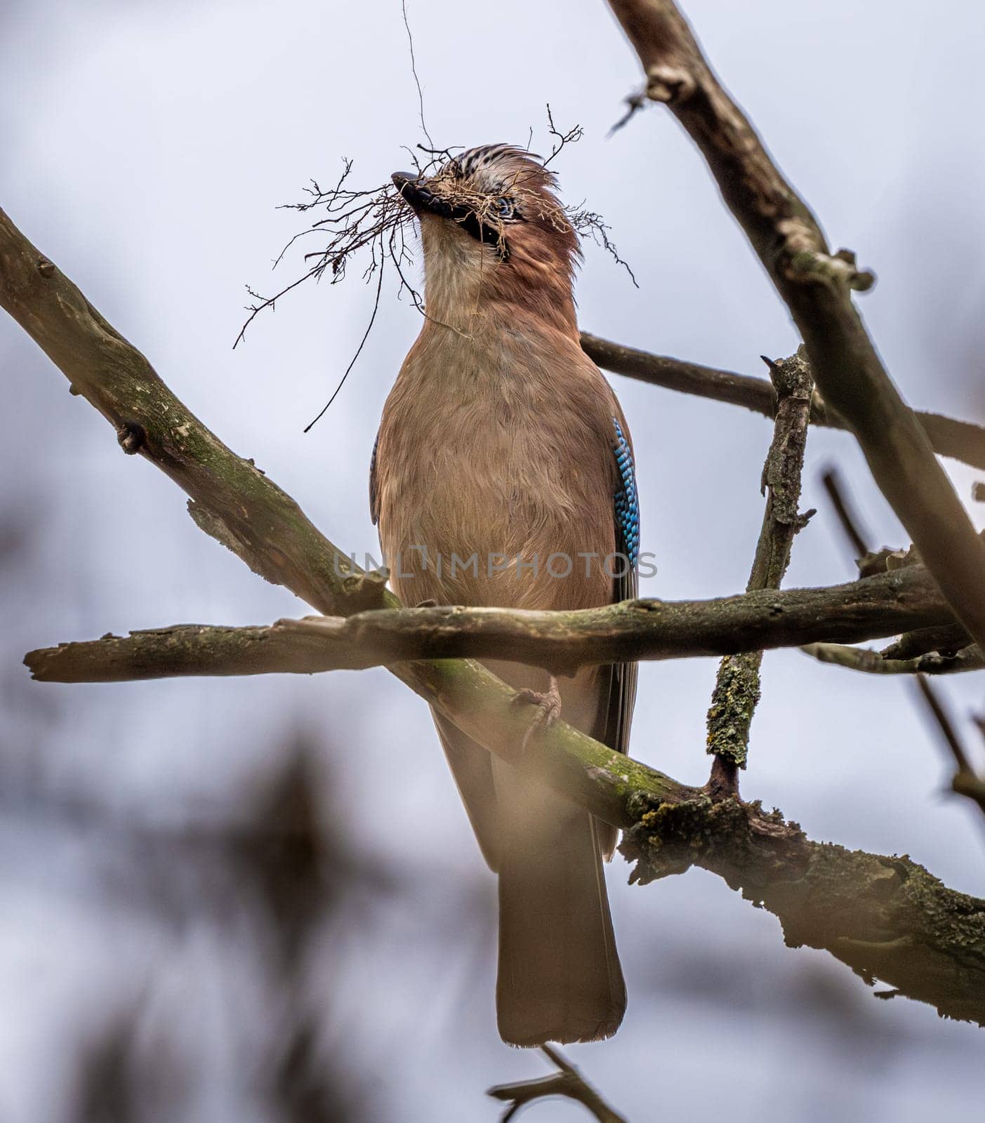 Eurasian Jay Gathering Twigs For Nest In Spring