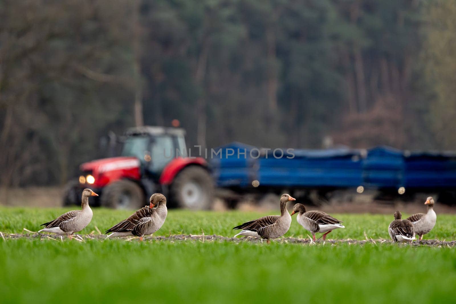 Greylag Geese In A Field With A Tractor In The Background In Spring