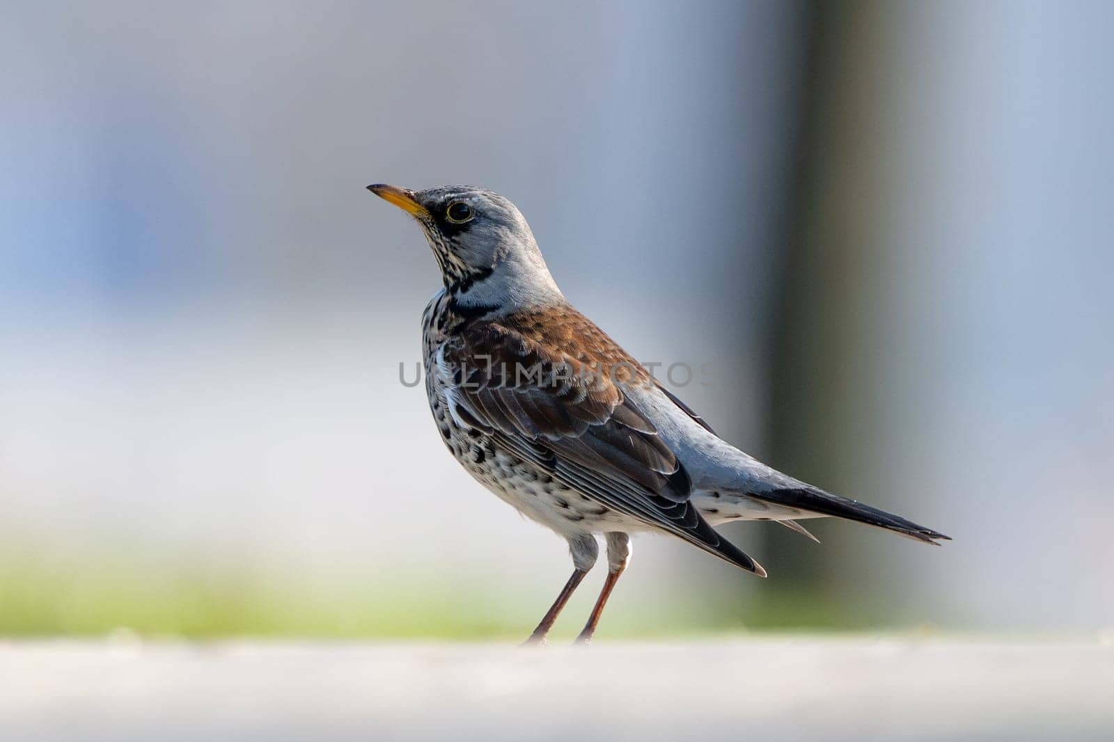 Fieldfare Bird In Action Against A Blurred Background