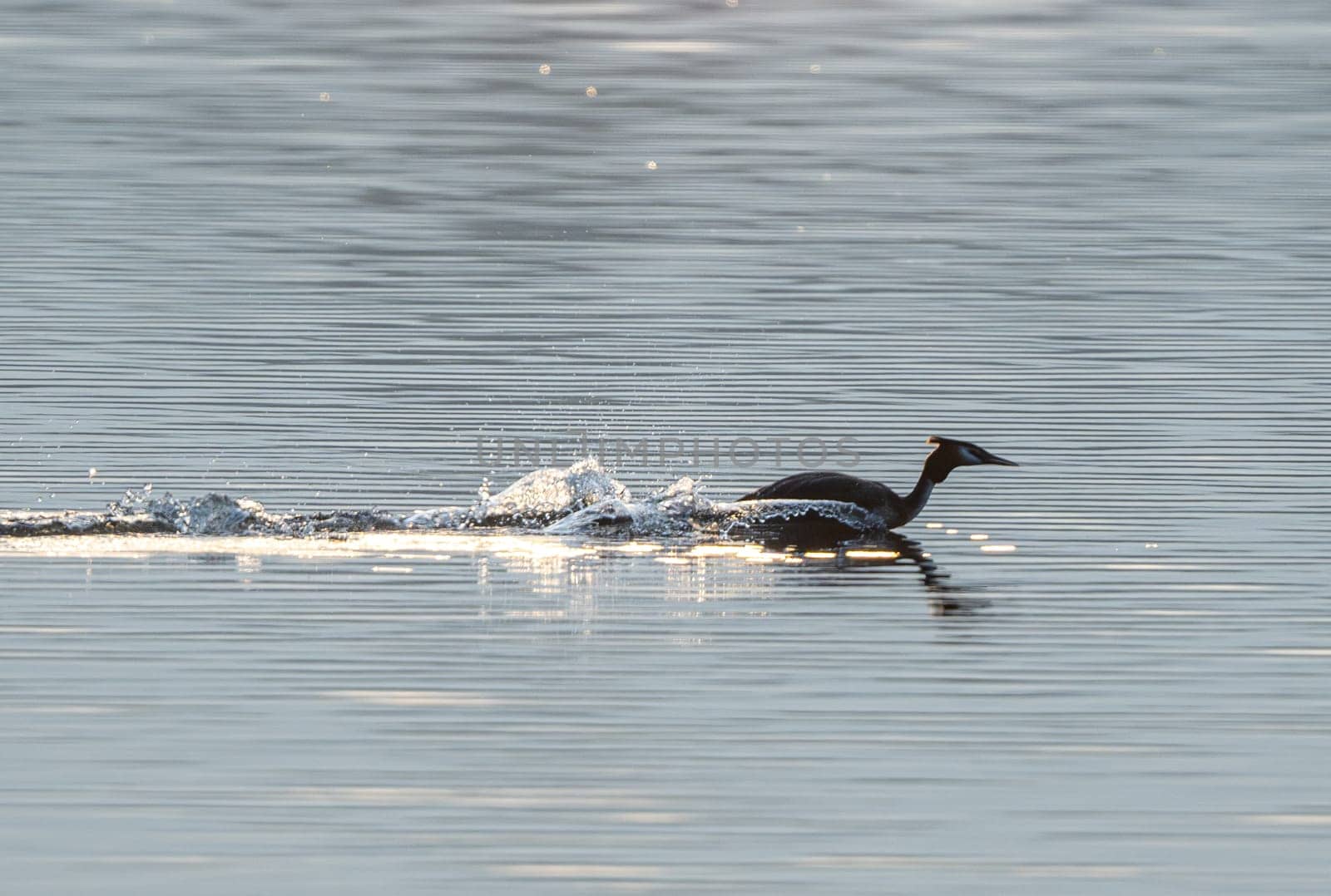 Great Crested Grebe Racing Across Lake At Dawn