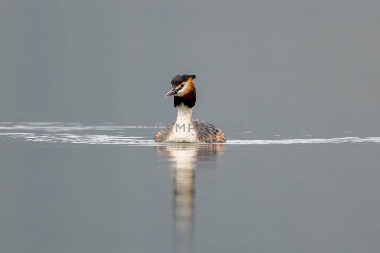 Great Crested Grebe Bird Swims In The Lake