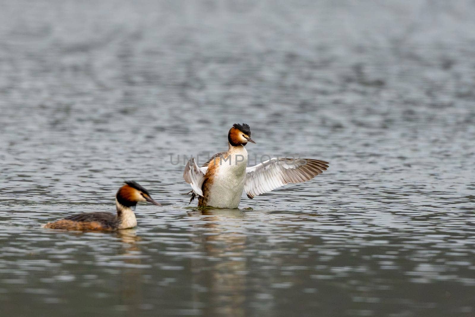 Two Great Crested Grebe Birds Swimming In A Lake, Flapping Wings