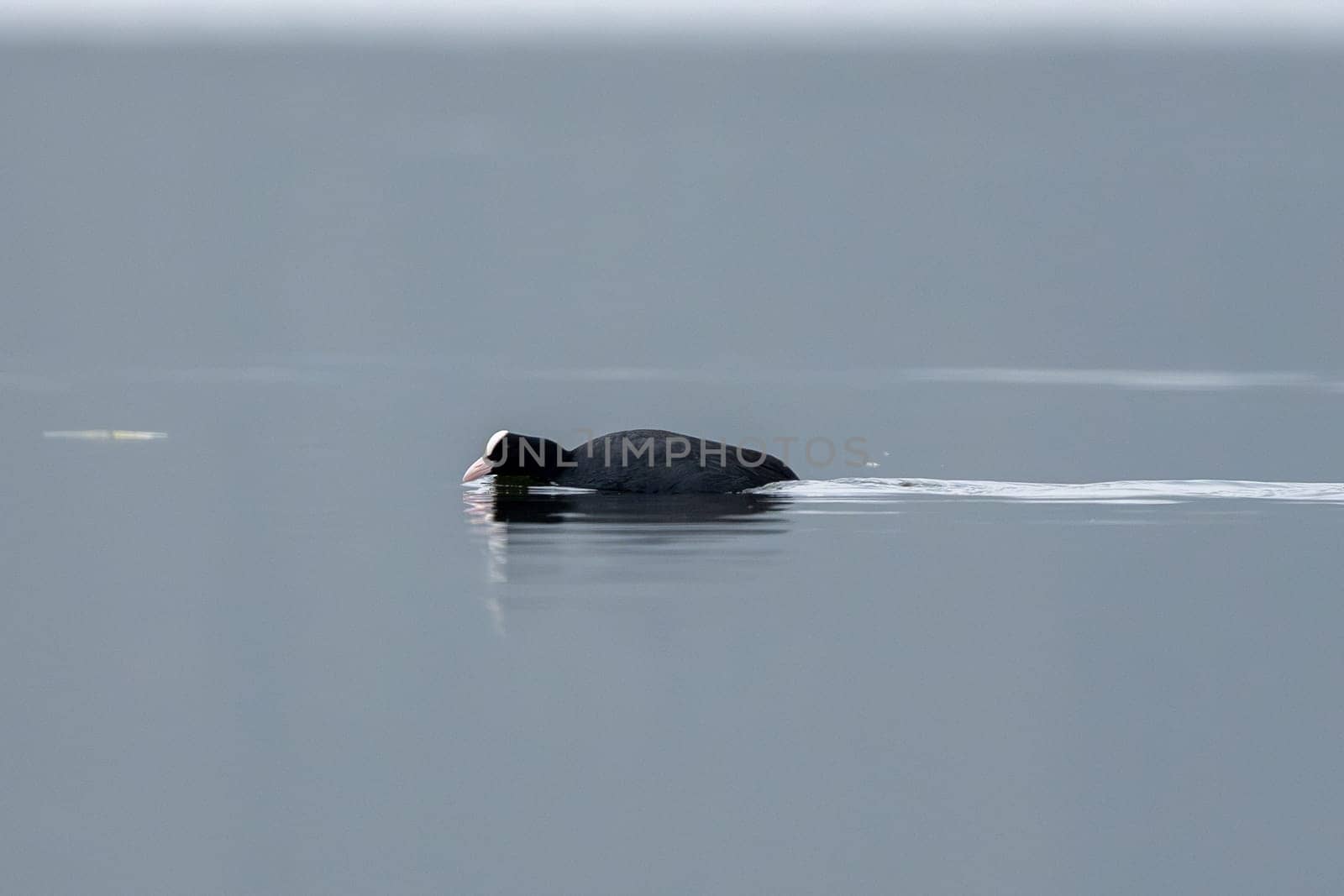 Eurasian Coot Bird Searching For Food While Swimming In The Lake