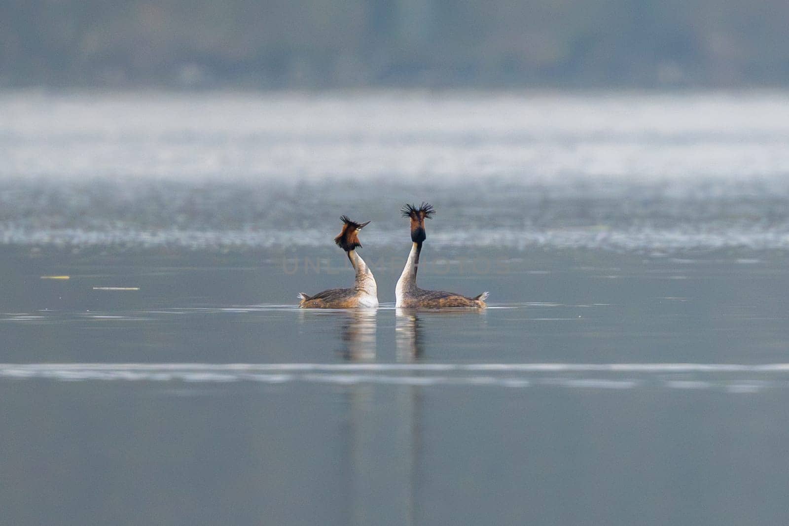 Great Crested Grebes Perform A Mating Dance