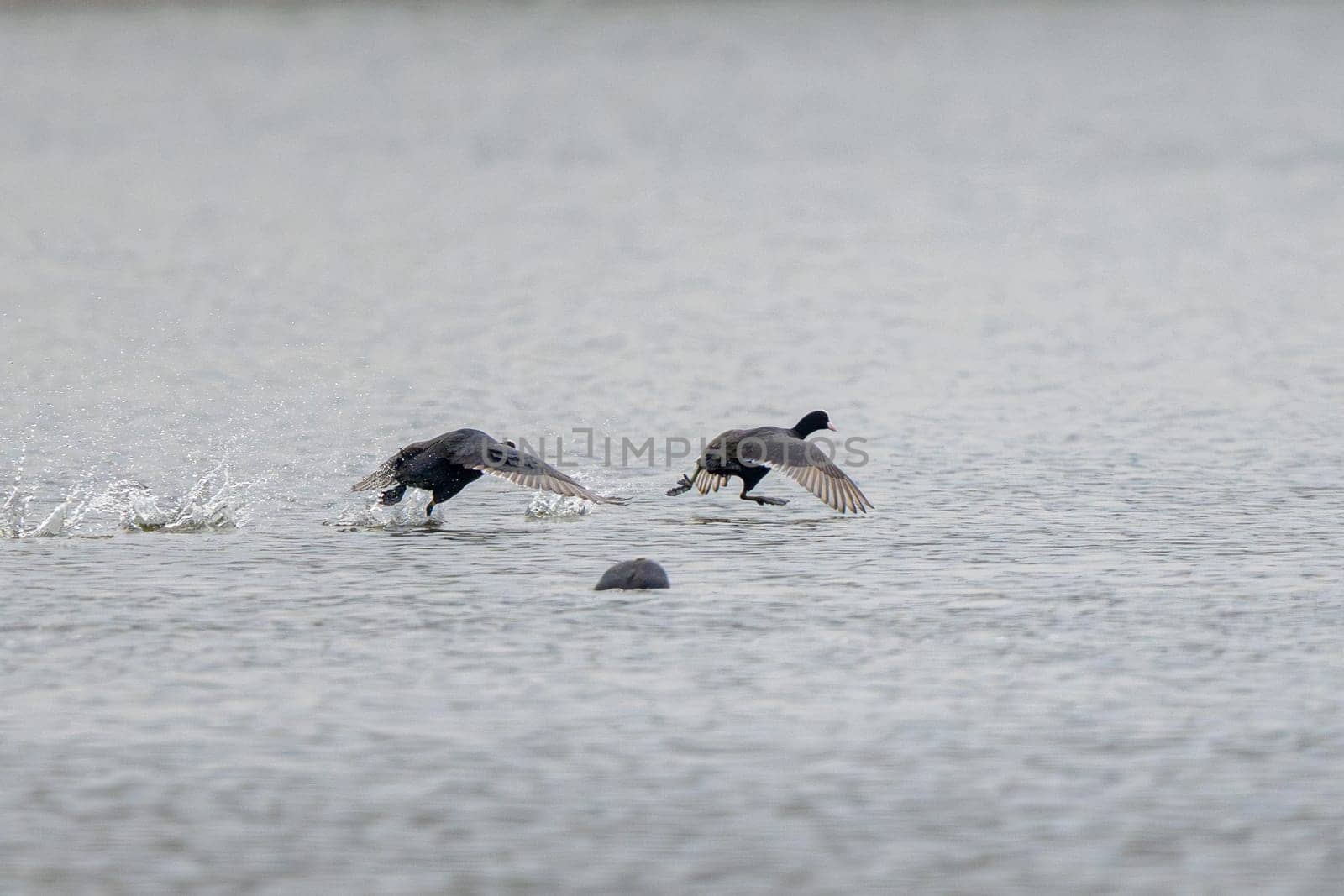 Eurasian Coot Birds Running On Water In The Lake