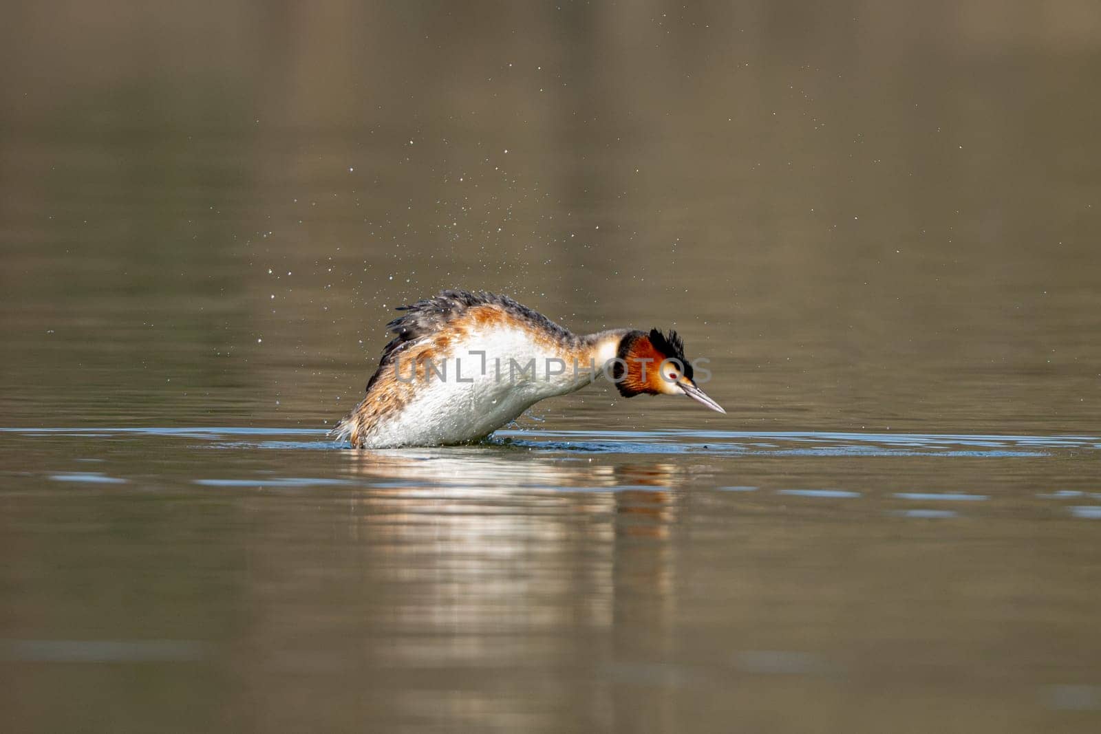 Great Crested Grebe Hunting Fish While Swimming In The Lake