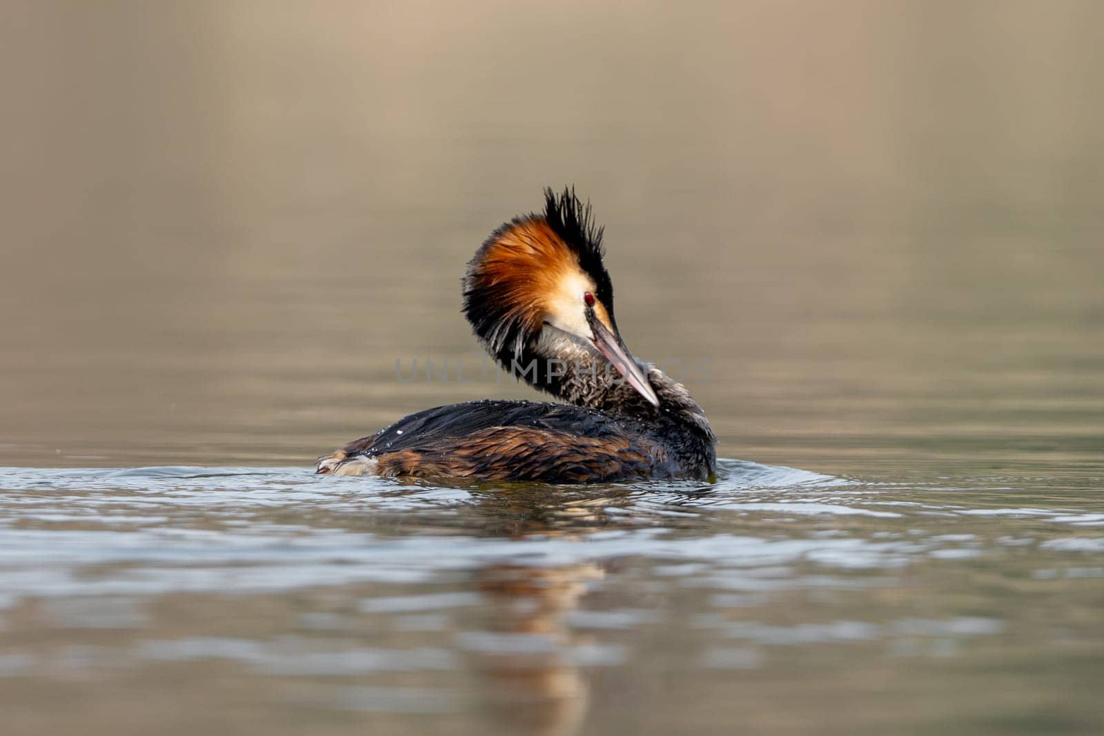 Great Crested Grebe Cleans Feathers While Swimming In A Lake
