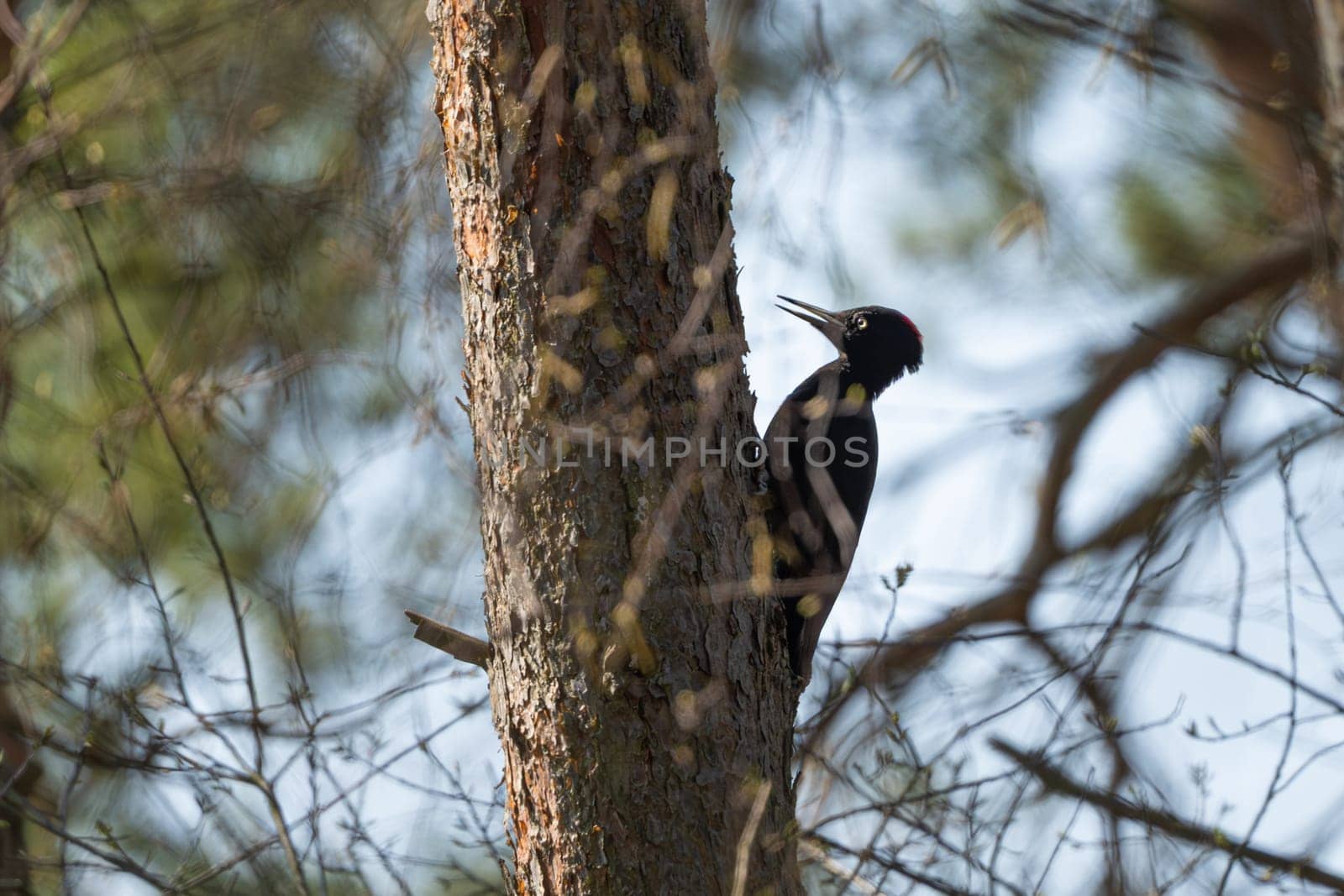 Black Woodpecker On A Tree In The Forest