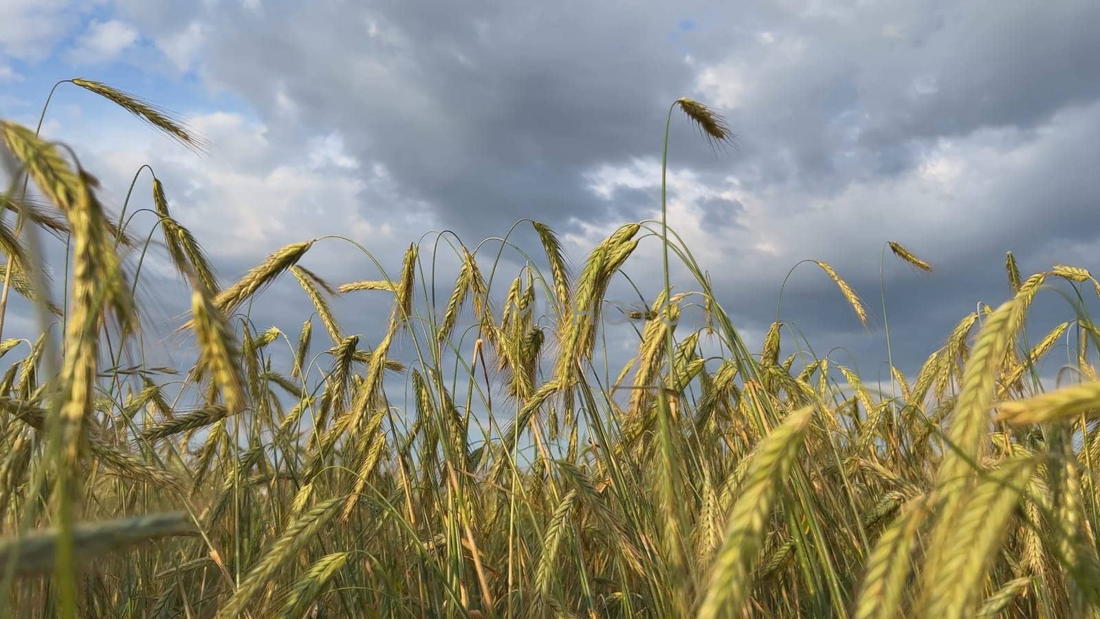 Green rye field swaying in the wind under cloudy sky, summer agricultural background