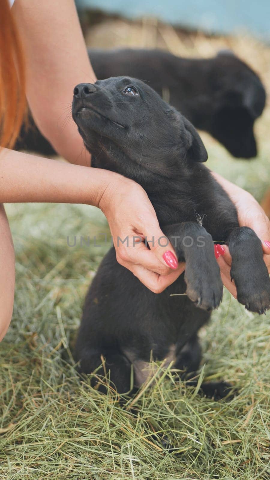Woman holding a small black puppy in her hands at an animal shelter, radiating kindness and compassion while fostering a new bond