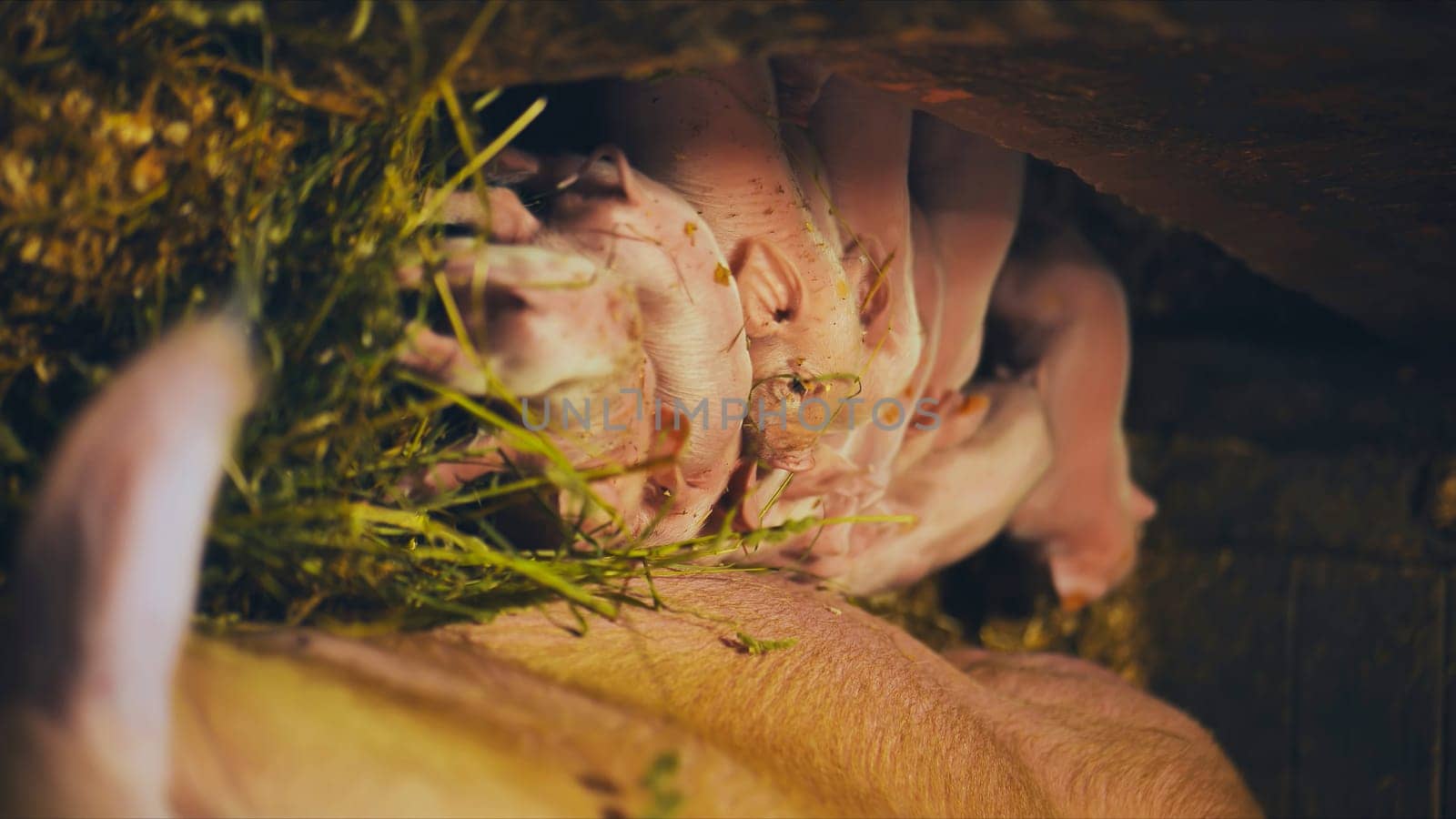 Newborn piglets suckling from their mother in a barn, highlighting themes of agriculture, livestock, and farm life