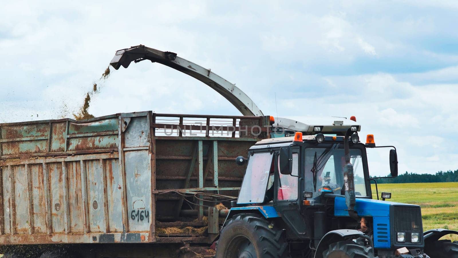 Forage harvester unloading green grass clippings into agricultural trailer during summer crop harvesting process