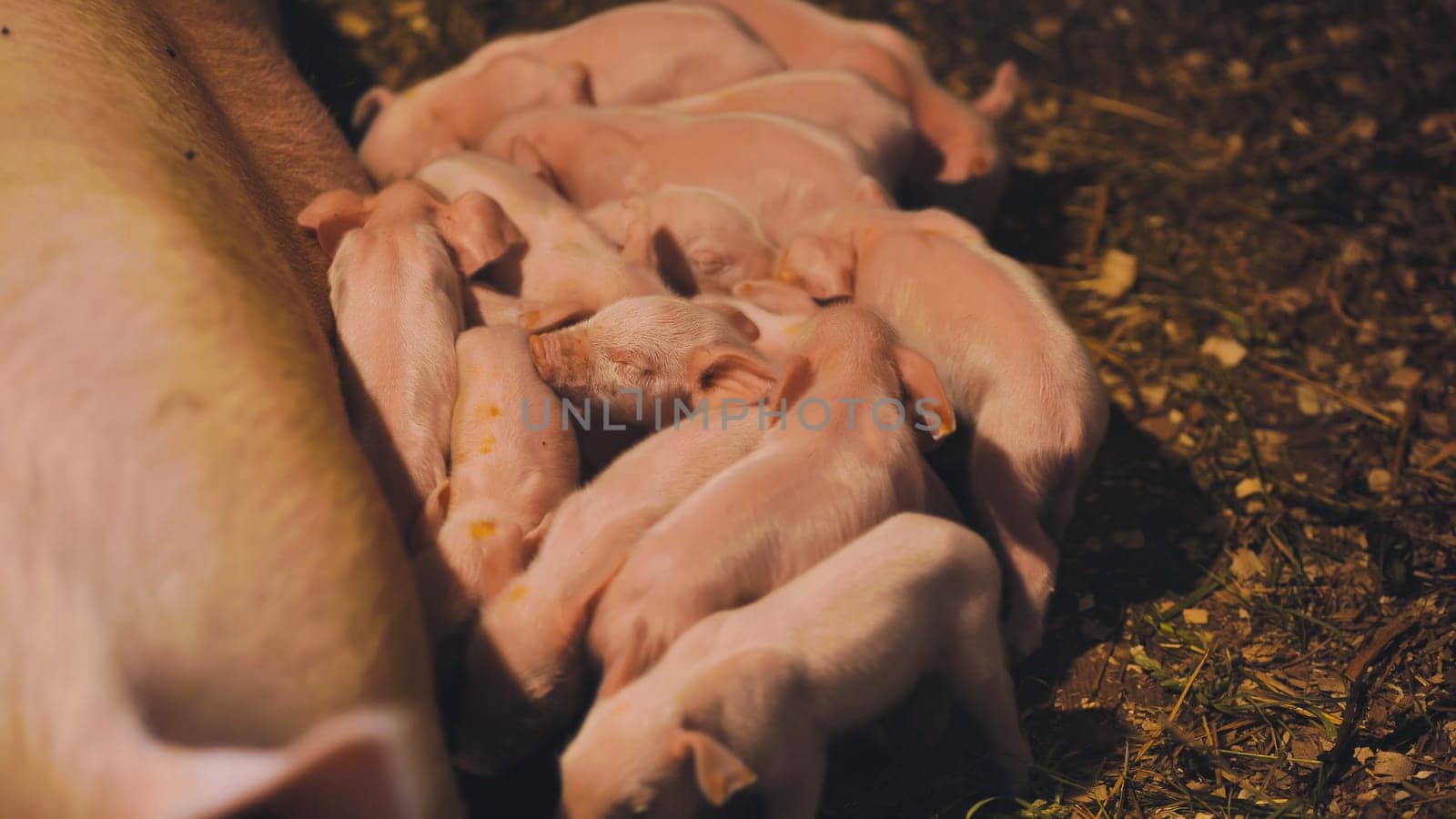 Newborn piglets suckling from their mother in a farrowing pen, enjoying the warmth and care of their sow in a rural farm setting