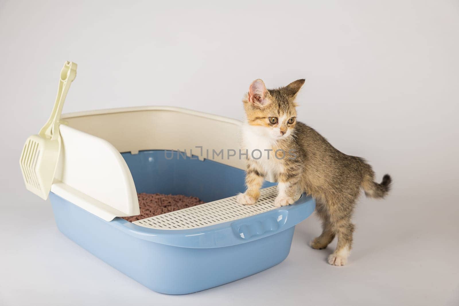 Elevate awareness of feline hygiene and care with an isolated cat situated in a plastic litter toilet box or sandbox on white background. This educational image highlights clean organized environment.
