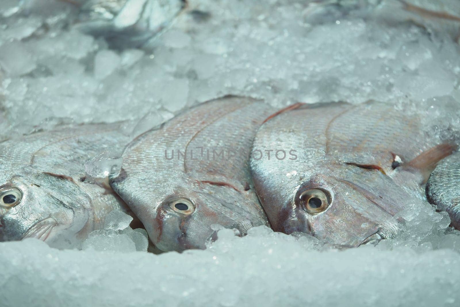 Fish are neatly arranged on ice at the market during early morning hours.
