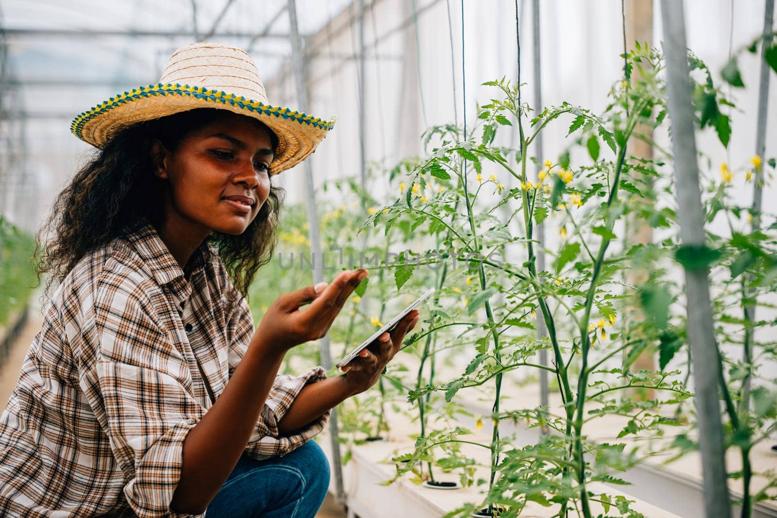 Quality control in a farm greenhouse by a black woman agronomist. Joyful worker using a tablet to check and inspect tomatoes portraying modern farming innovation.