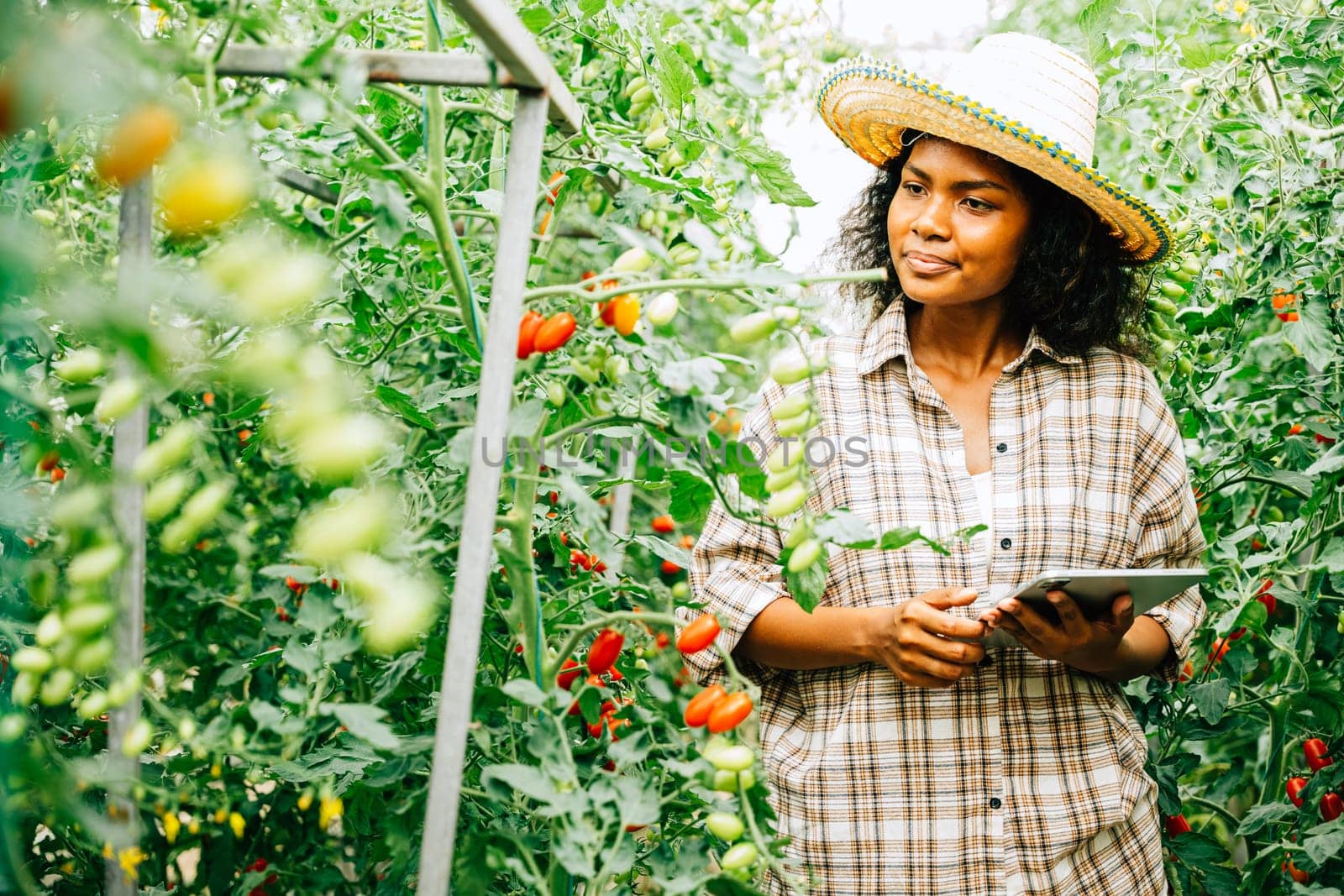 In the greenhouse, a woman farmer uses a digital tablet to inspect organic tomatoes. Smart farming in action with the owner smiling and examining vegetables for quality.