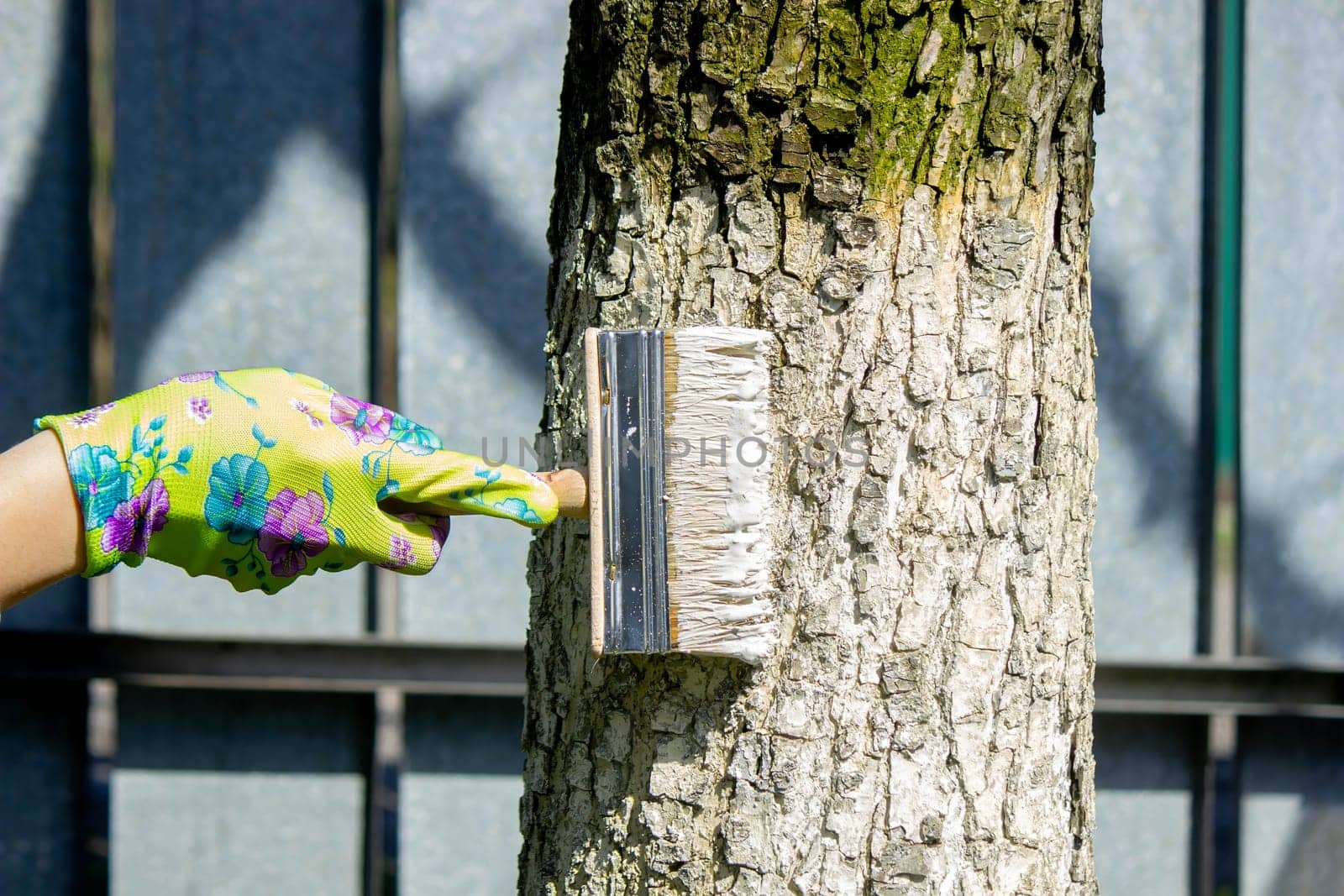 a farmer treats a tree trunk with a protective white paint against pests. treating trees in the garden.