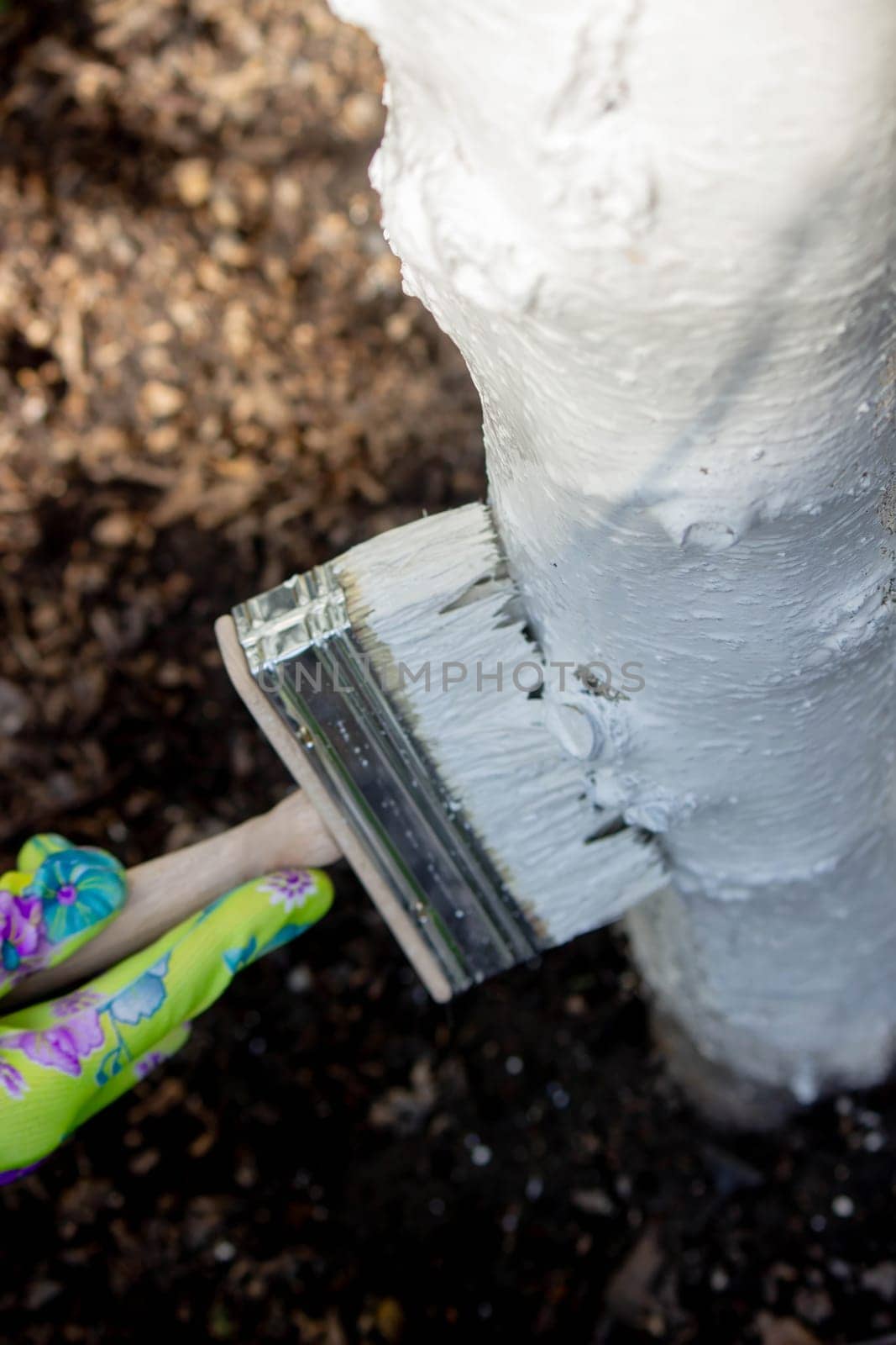 a farmer treats a tree trunk with a protective white paint against pests. treating trees in the garden.