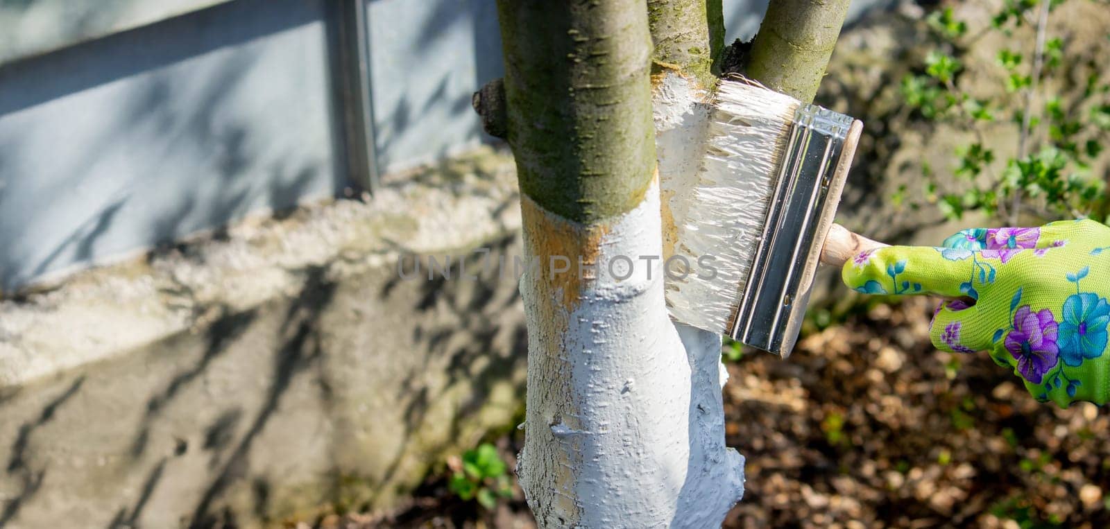 a farmer treats a tree trunk with a protective white paint against pests. treating trees in the garden.