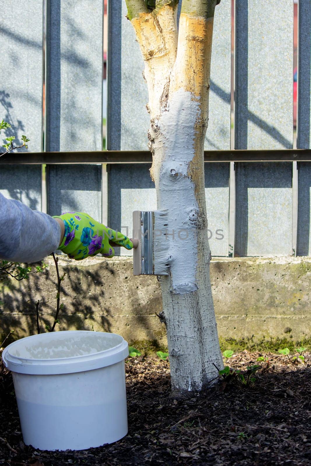 a farmer treats a tree trunk with a protective white paint against pests. treating trees in the garden.