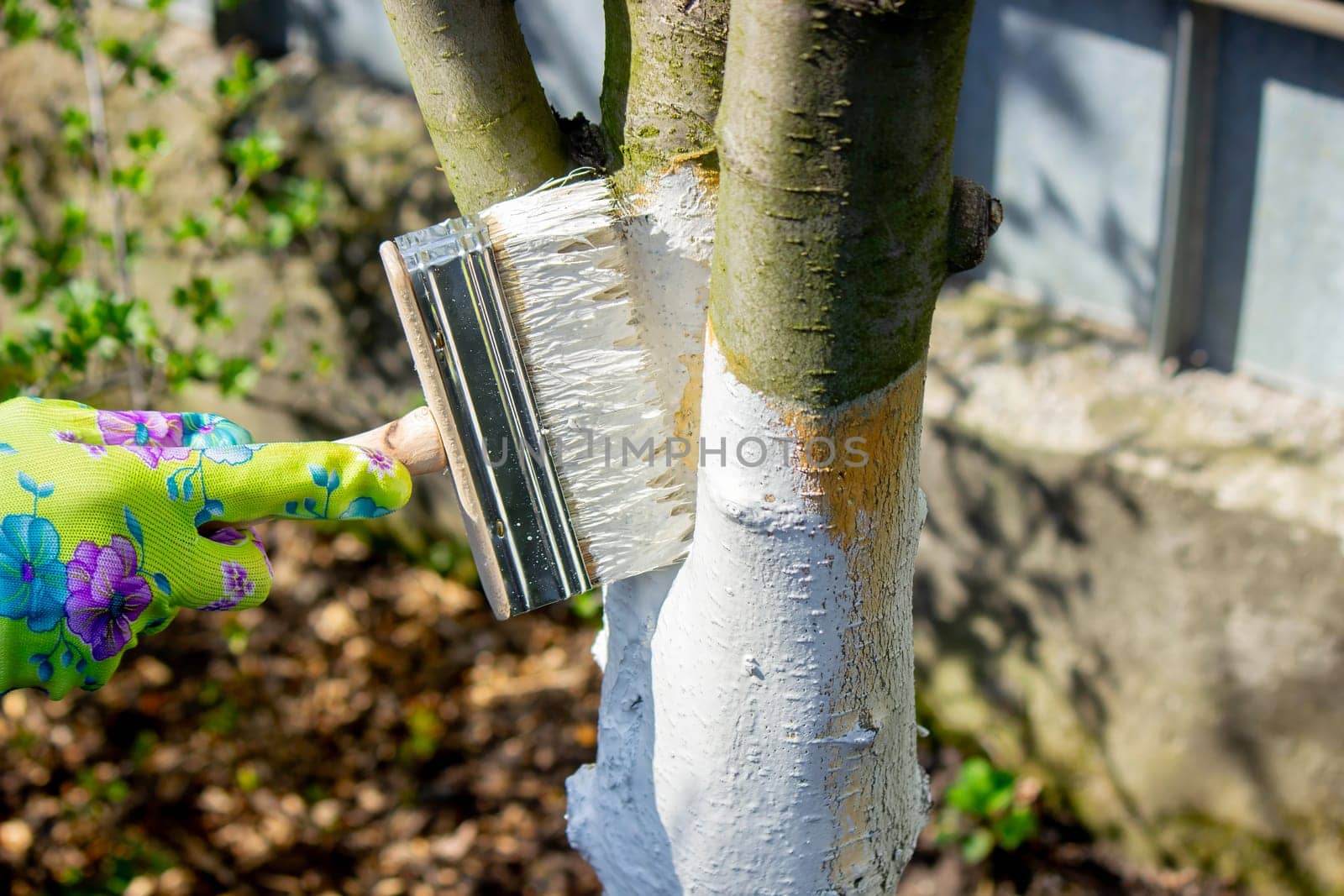 a farmer treats a tree trunk with a protective white paint against pests. treating trees in the garden.