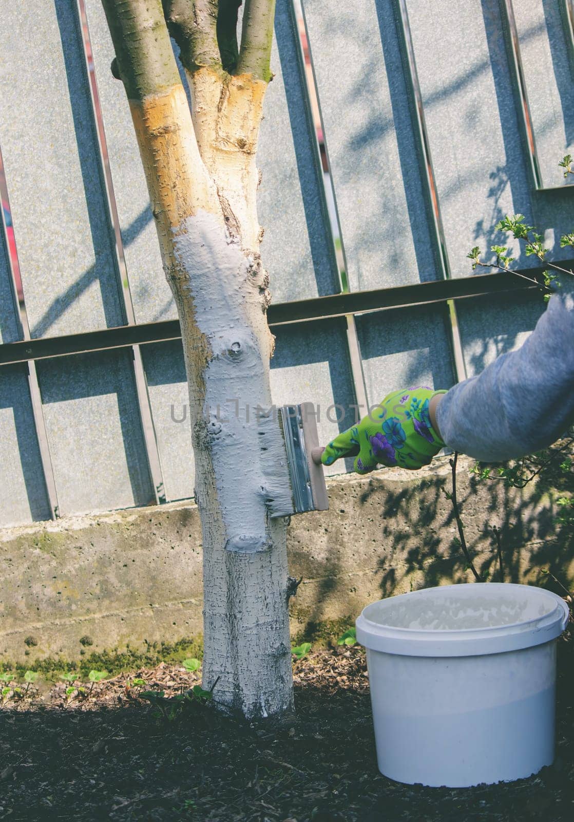 a farmer treats a tree trunk with a protective white paint against pests. treating trees in the garden.