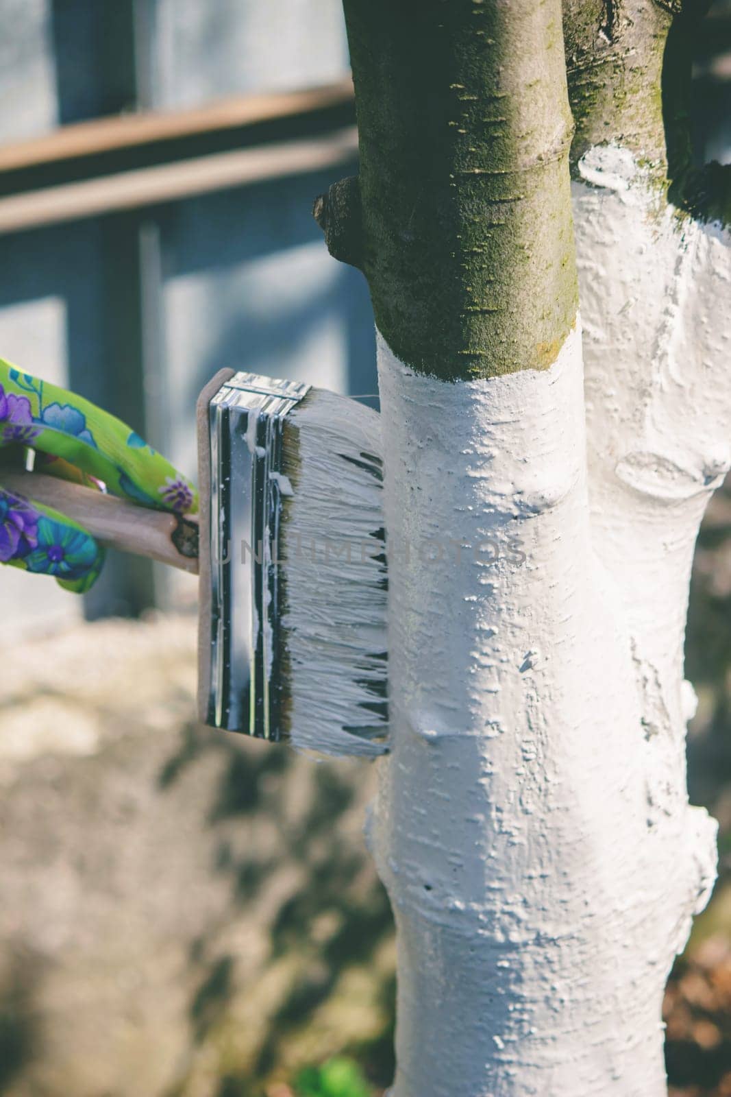 a farmer treats a tree trunk with a protective white paint against pests. treating trees in the garden.