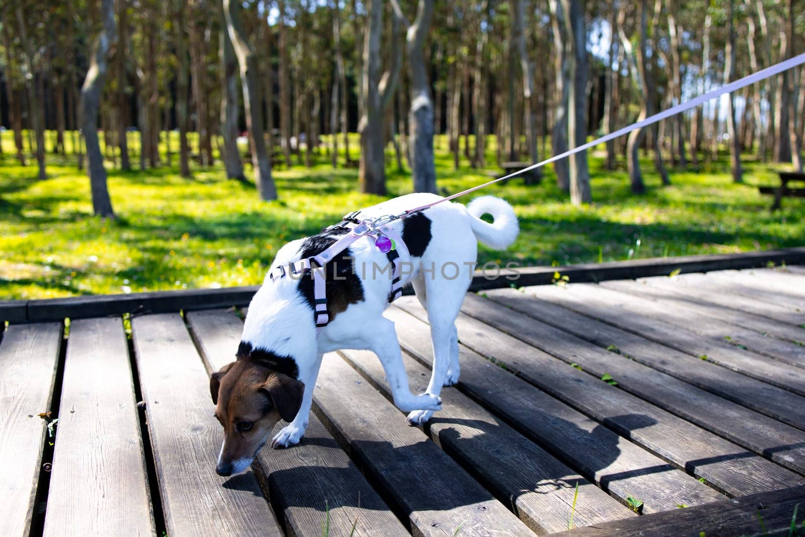 Dog on leash walking in a sunlit park on wooden pathway.