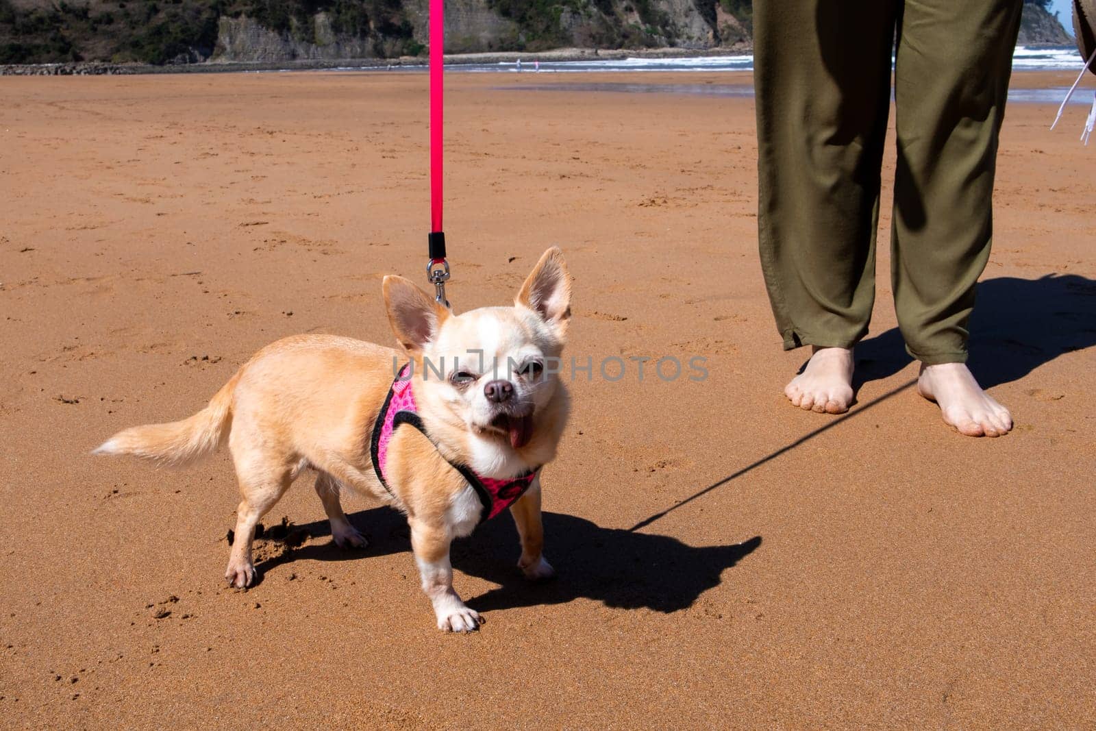 Chihuahua on sandy beach walk with person feet in view.